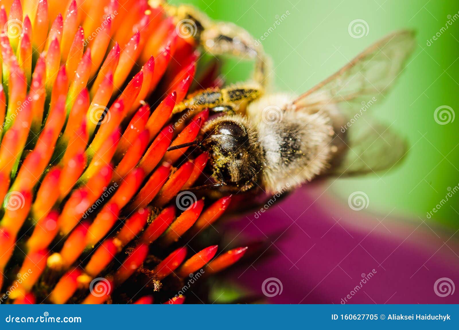 The Bee Pollinates the Flower Echinacea. Pollination Stock Image