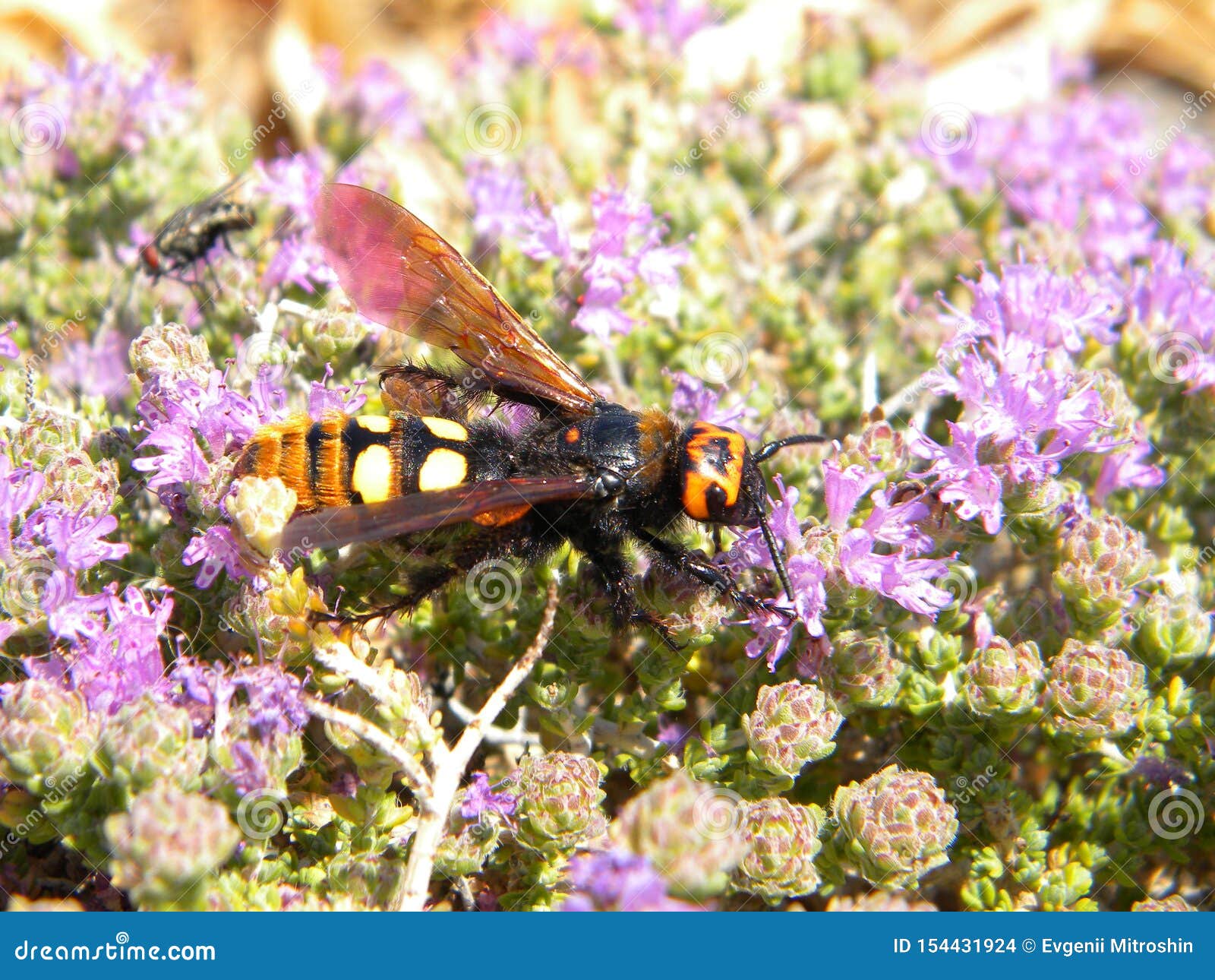 Bee pollinates flowers stock photo. Image of crocus 154431924