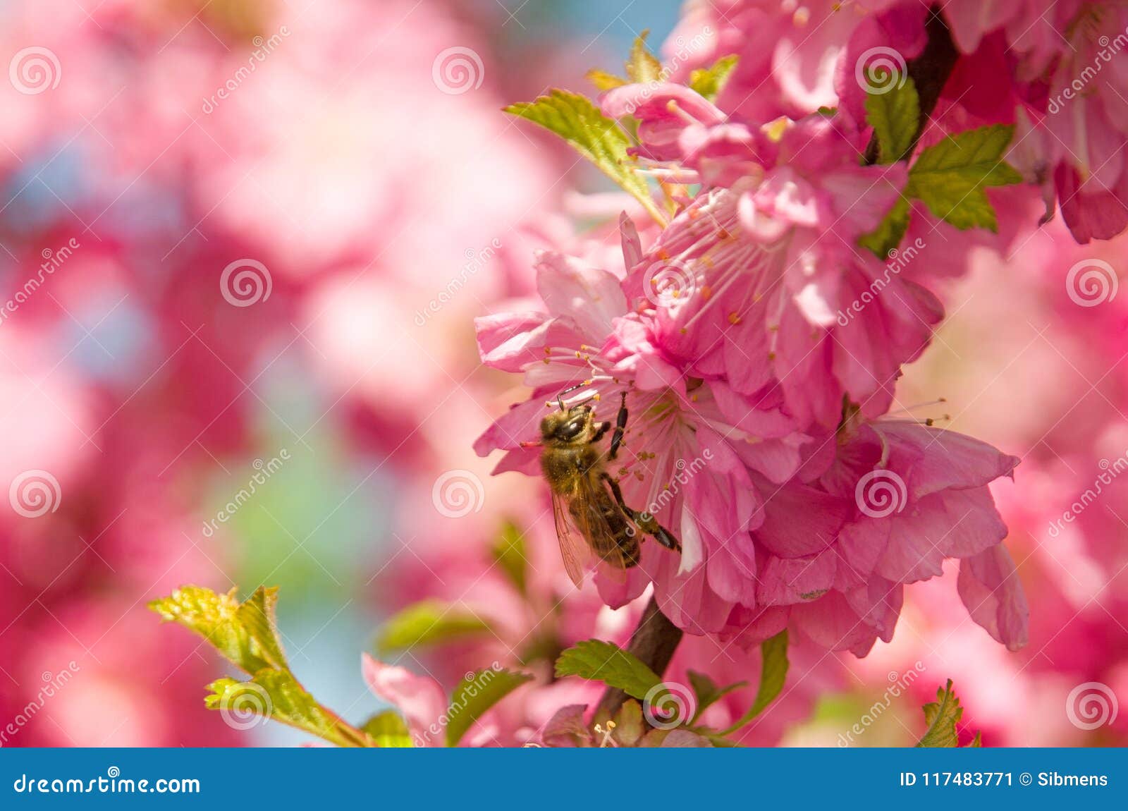 The Bee Pollinates Flowers of the Pink, Siberian Sakura Stock Image