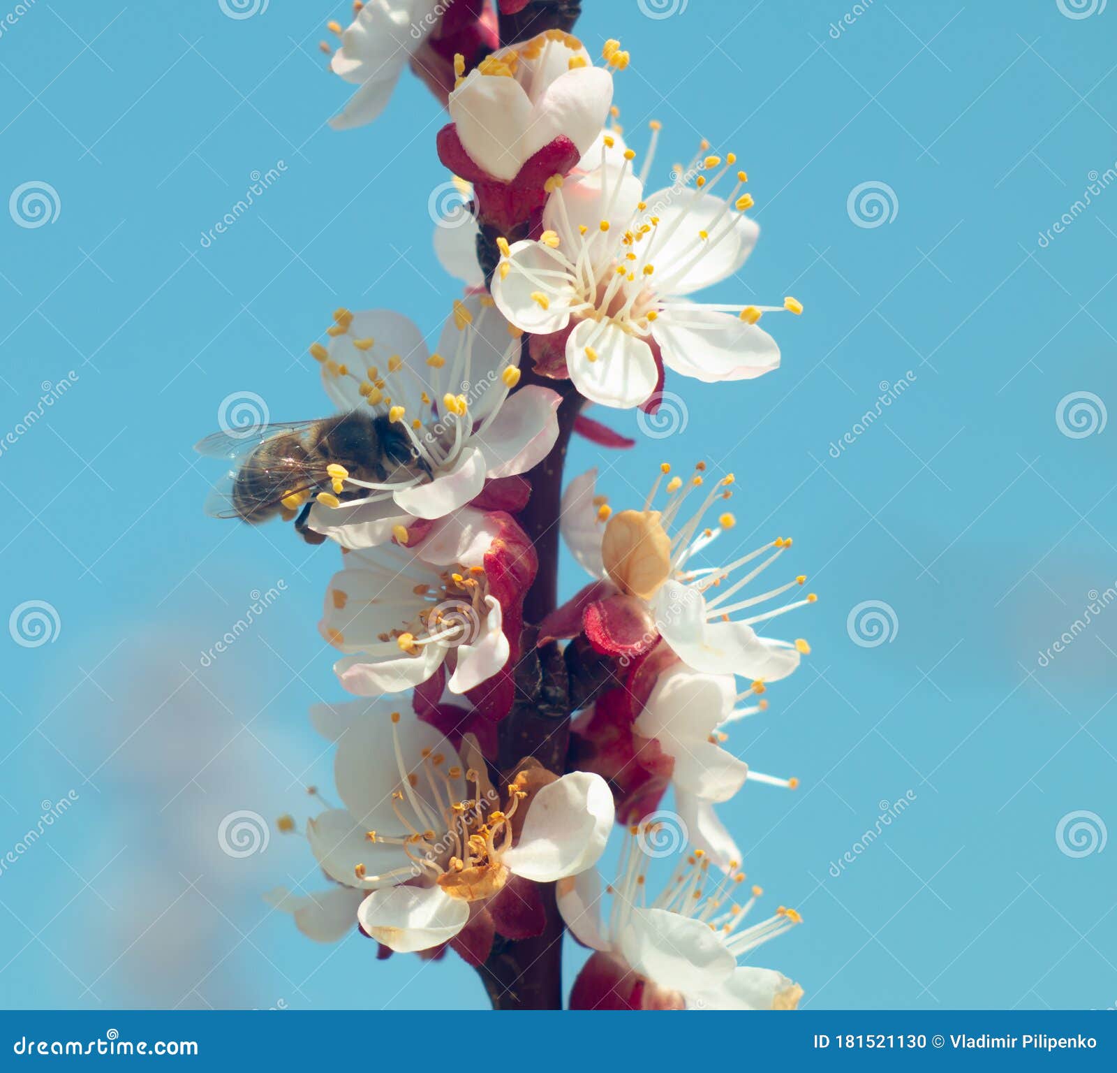A Bee Pollinates Flowers on a Tree. Stock Photo Image of botanic