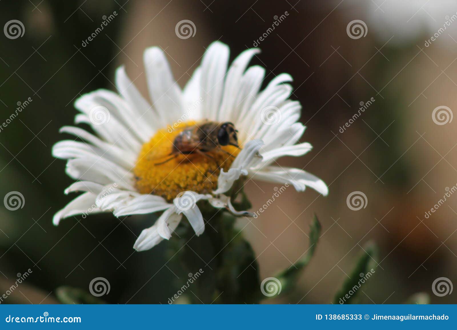Bee Pollinating on a Big Daisy Stock Image Image of pollination