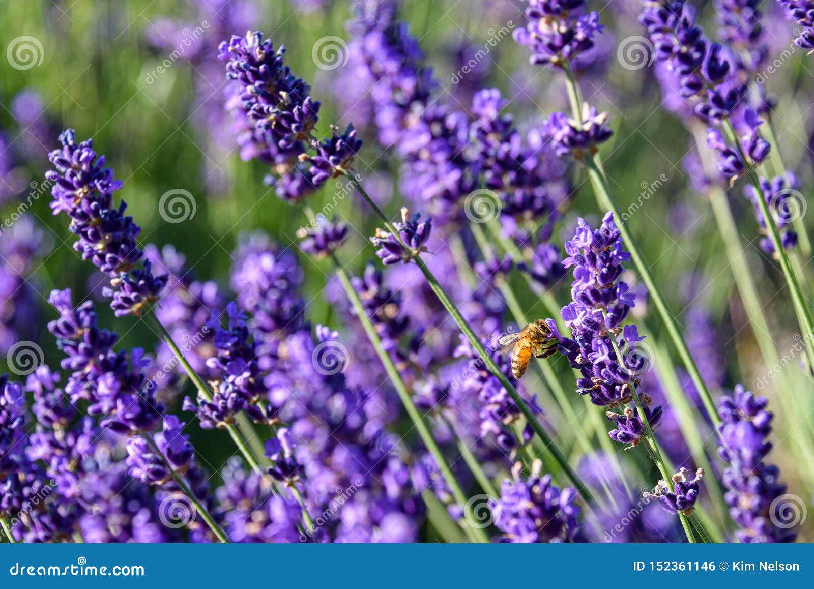 Bee Pollinating Blooming Lavender Plants As A Nature Background Stock