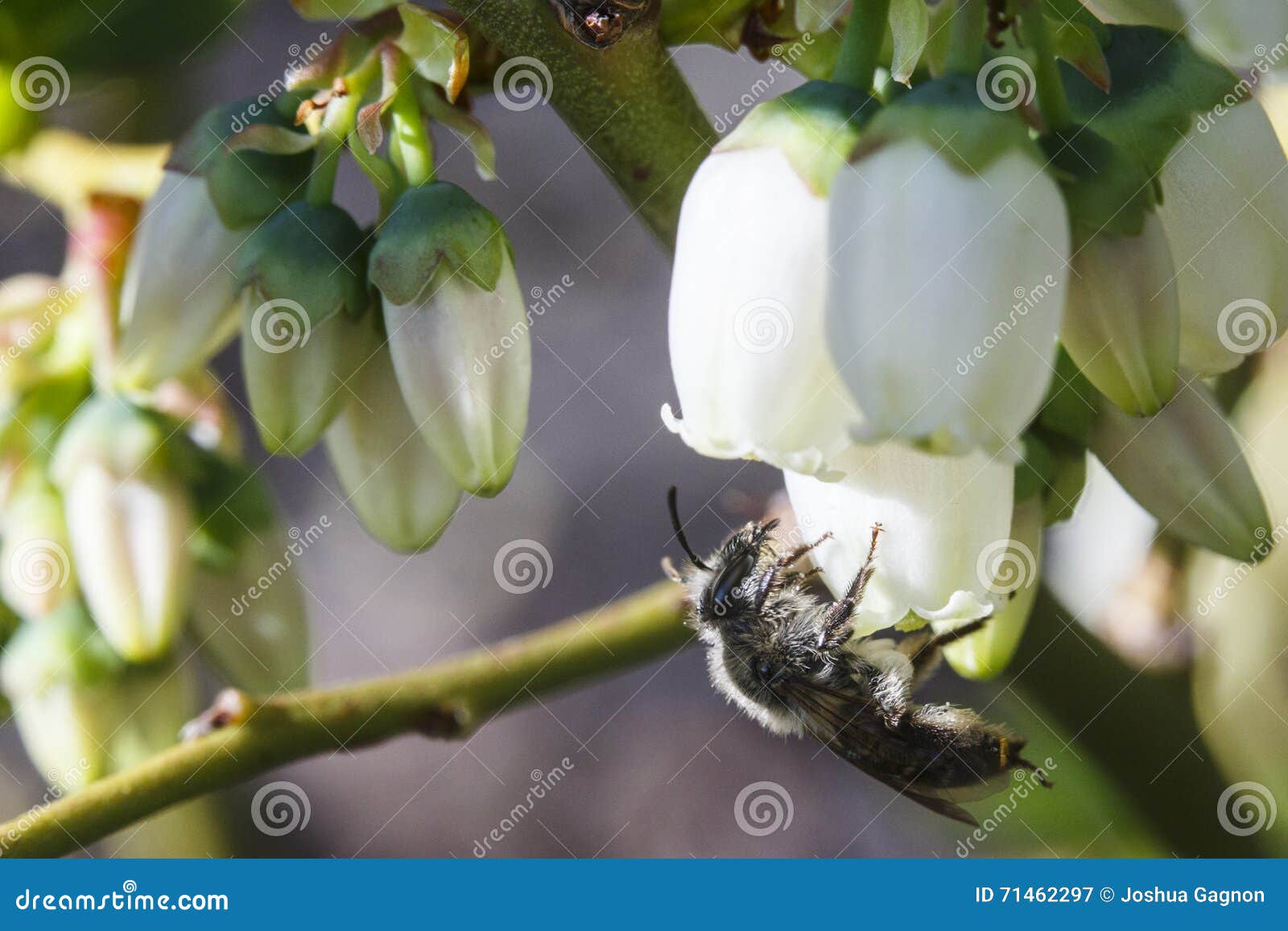 Bee Pollinating Blueberry Blossoms Stock Image Image of pollinating