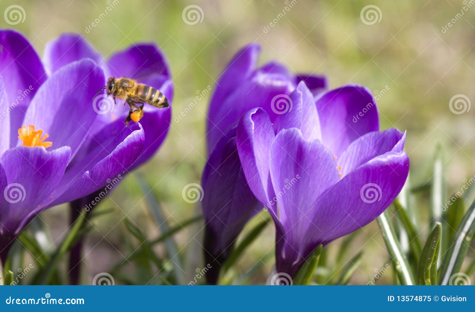 bee pollinating crocus flowers