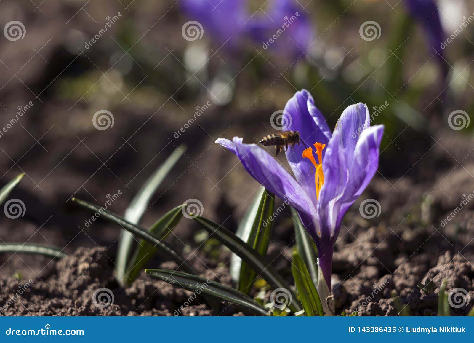 Bee Pollinating the Early Spring Flowers Lilac Crocus. Crocuses with