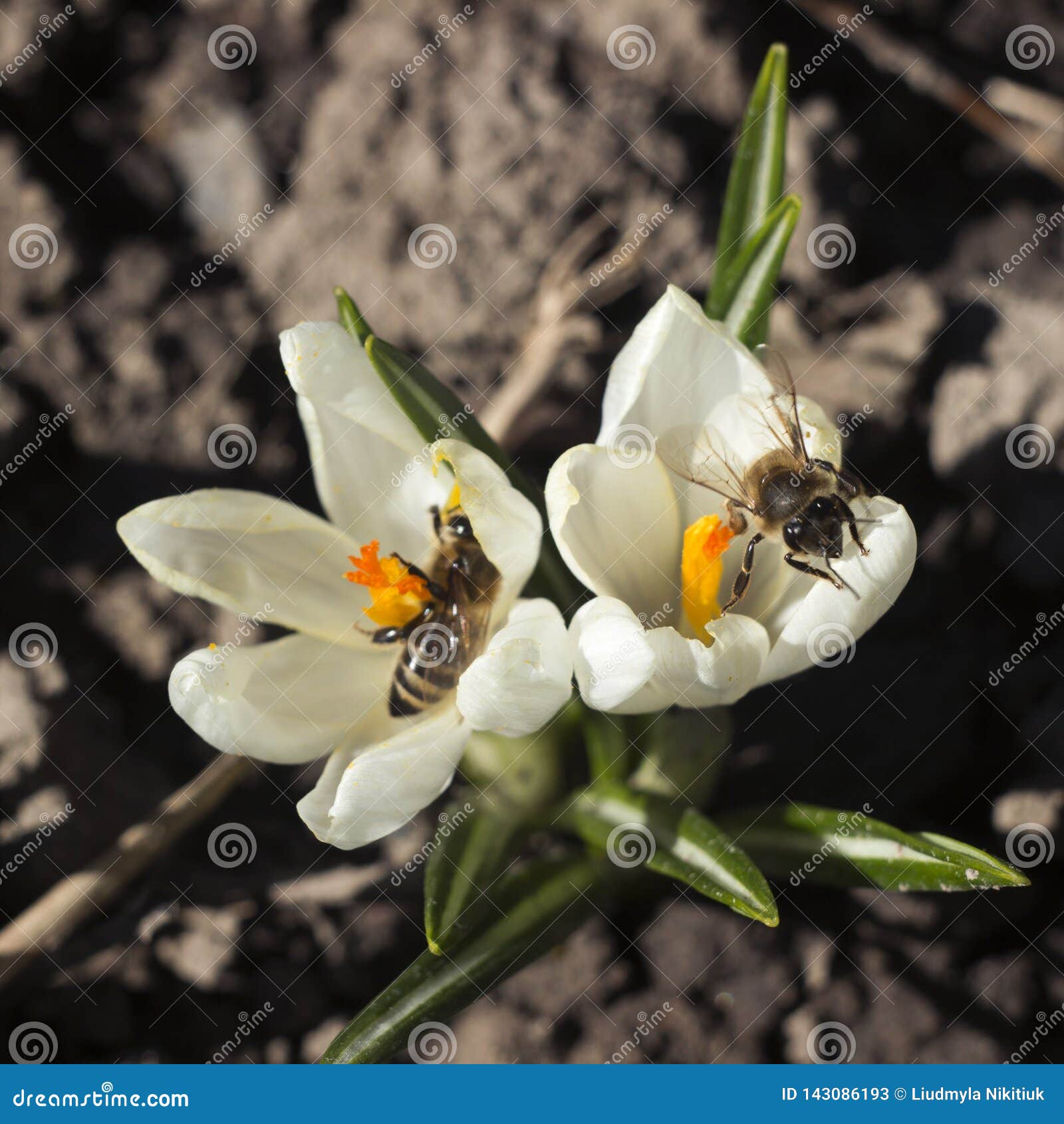 Bee Pollinating the Early Spring Flowers White Crocus. Two Crocuses with a Pair Worker Honey