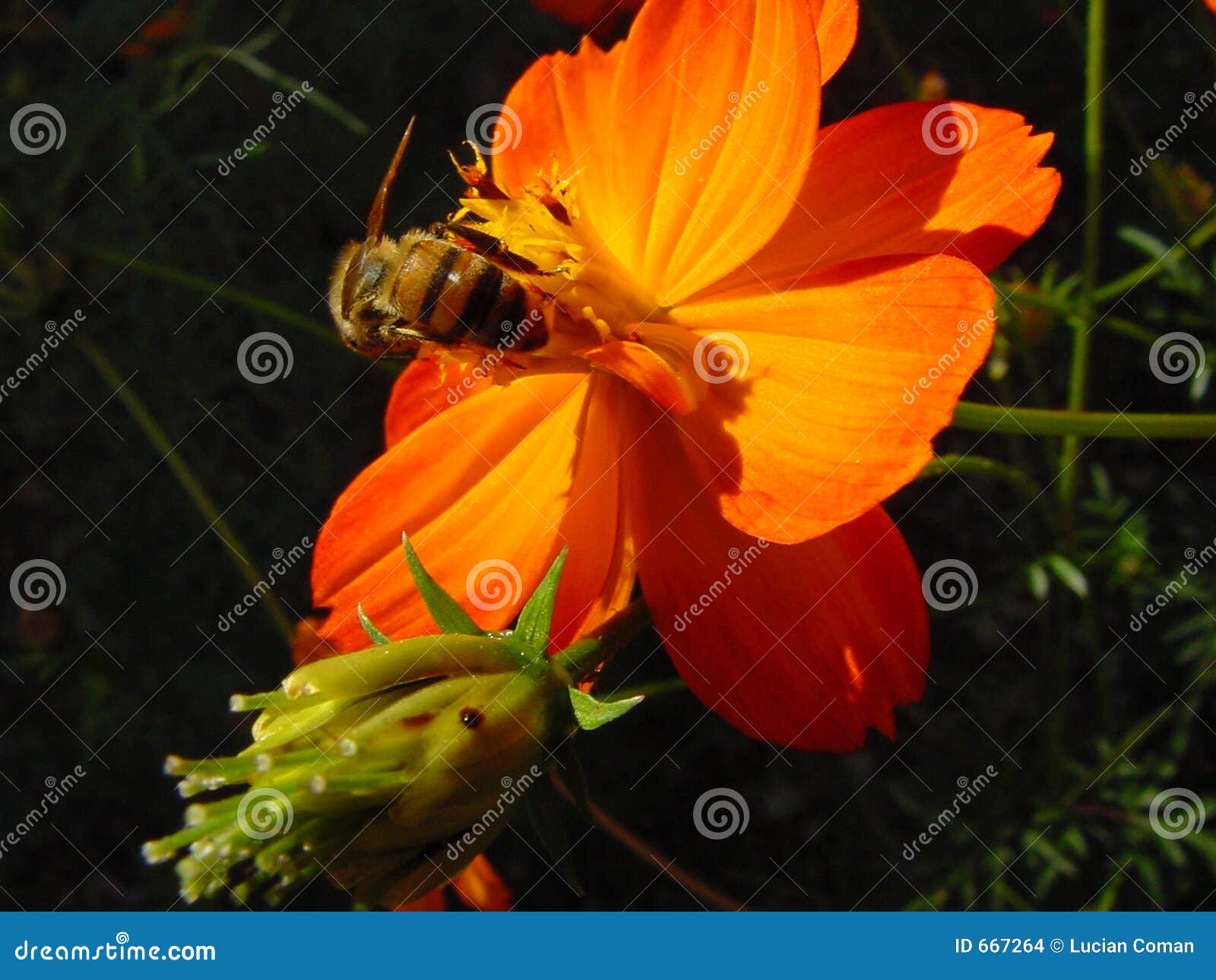 bee pollinating flower
