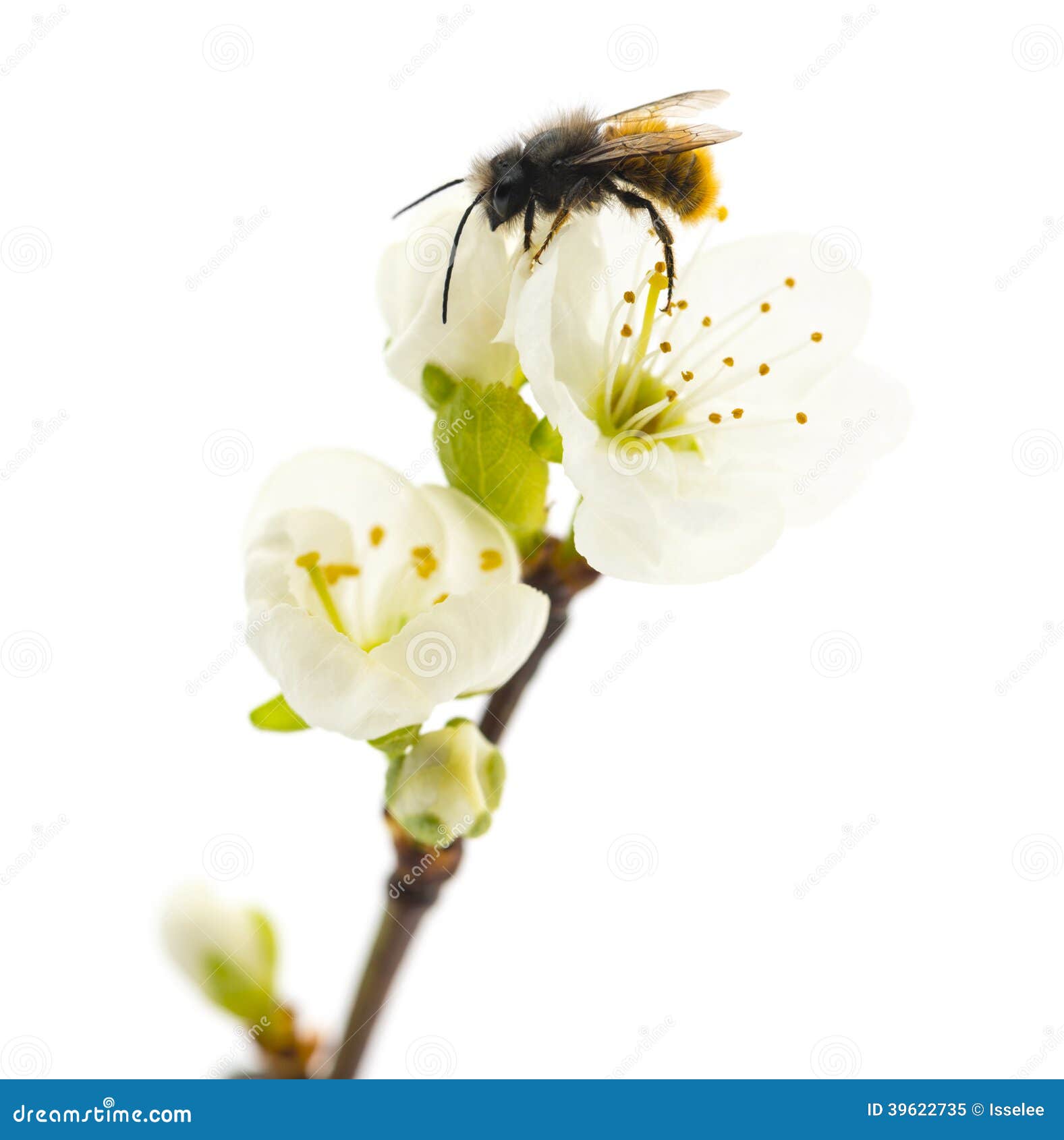 bee pollinating a flower - apis mellifera
