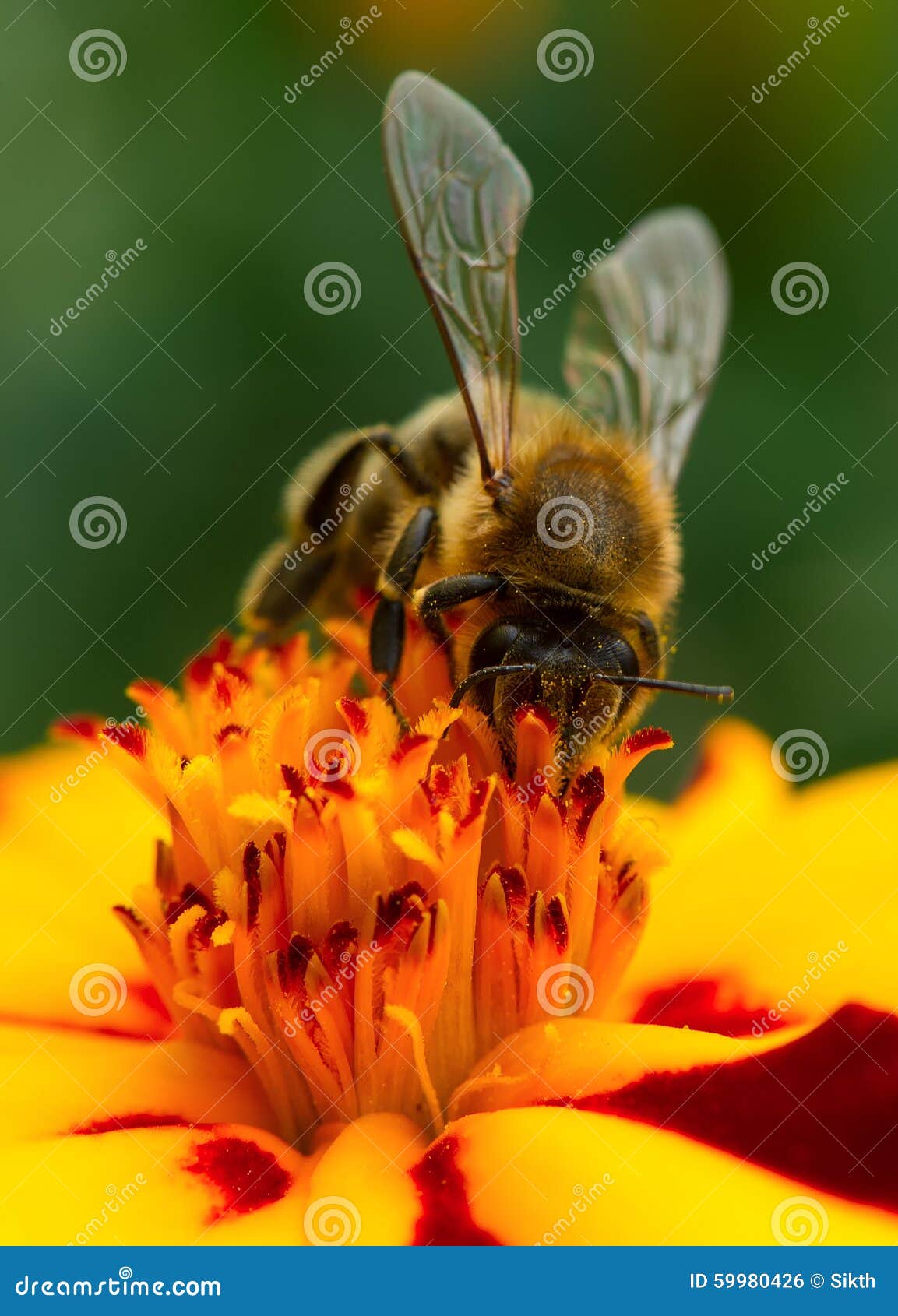 bee pollinating marigold flower close-up