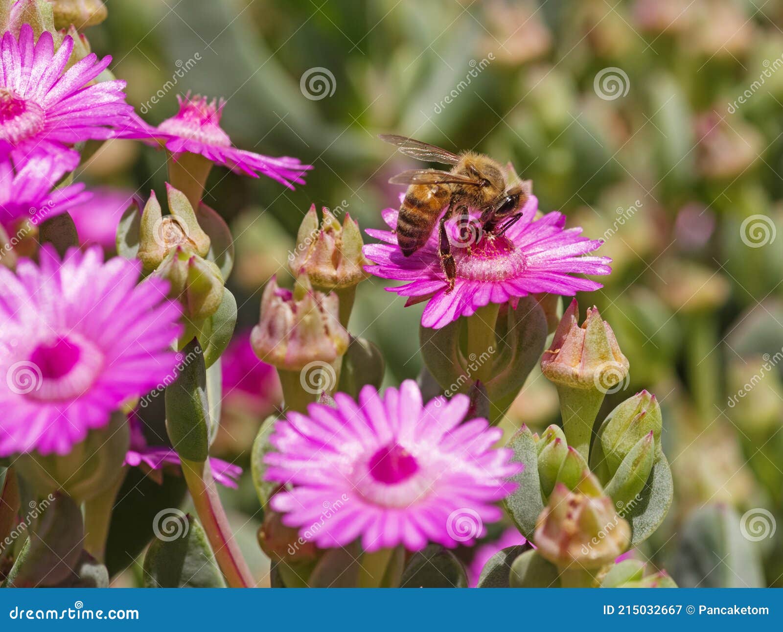 Bee Pollinating Pink Succulent Flower Stock Image Image of succulent