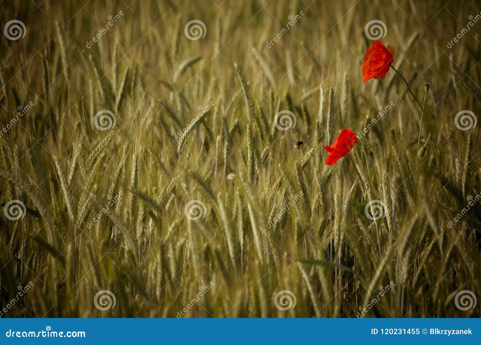 Pollination Of Wheat With Bees. A Bee Sucks Nectar On A Spikelet Of