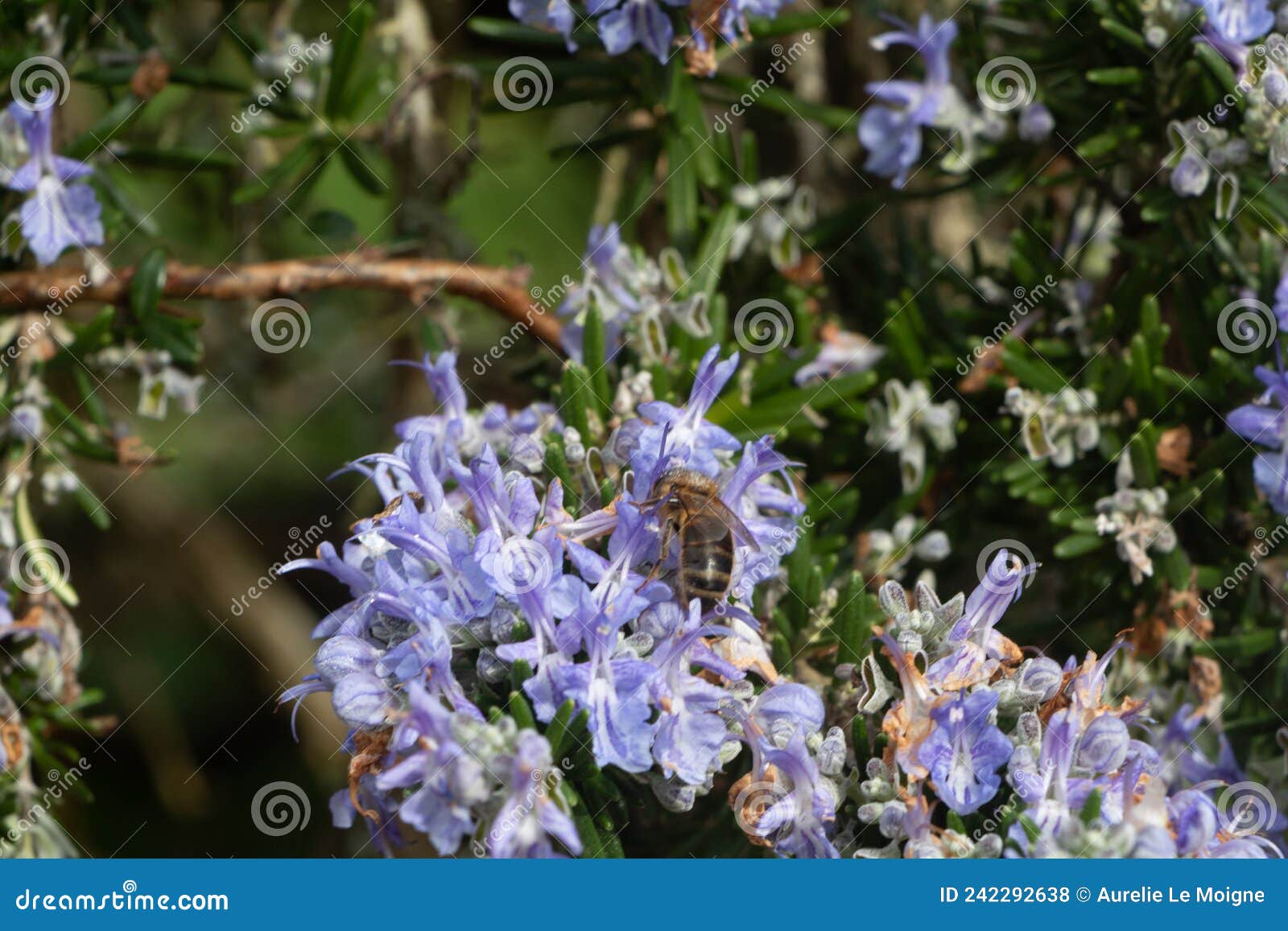 Bee on Rosemary Flowers in a Garden Stock Photo Image of nature