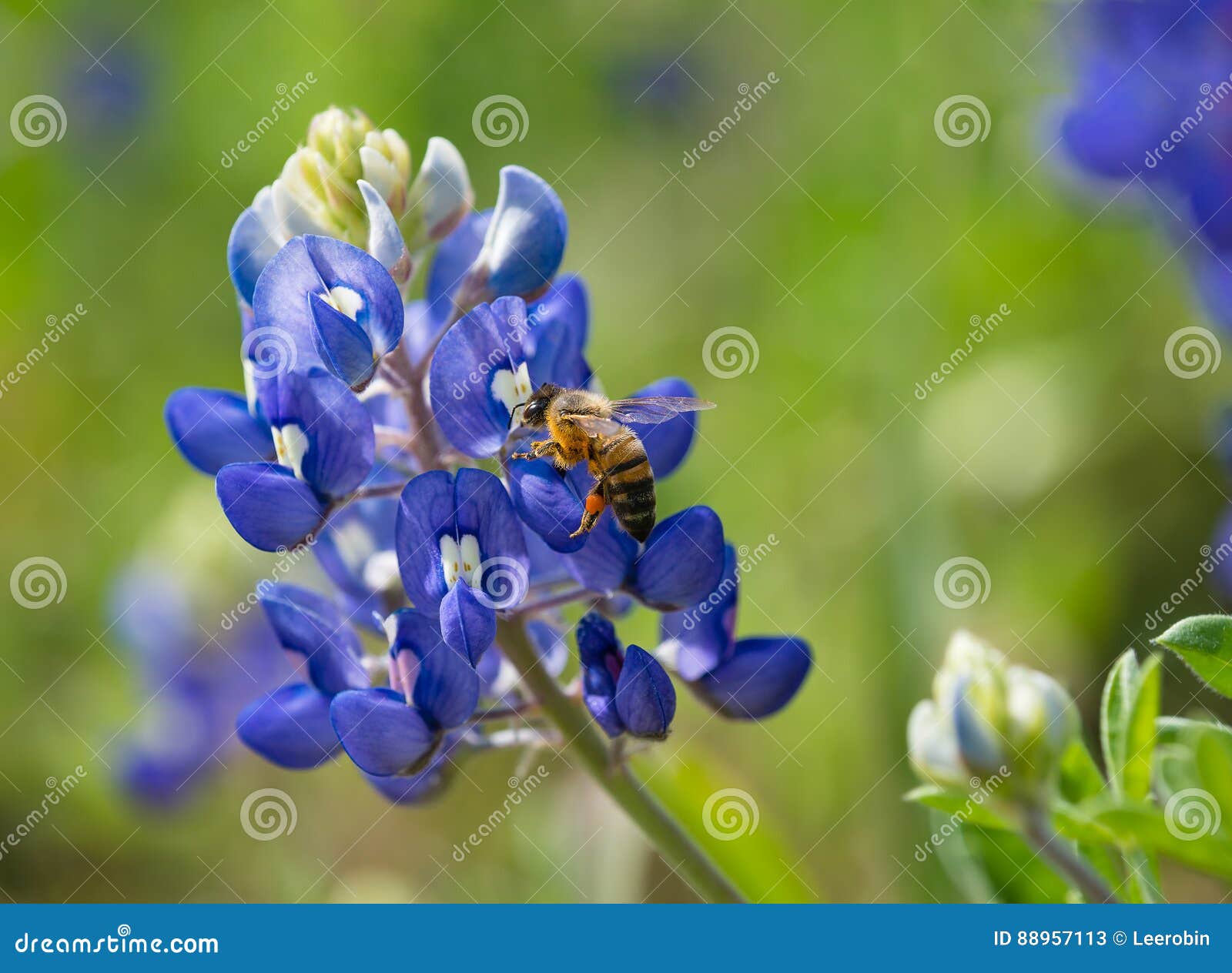 Bee Pollinating Texas Flower Stock Image Image of yellow