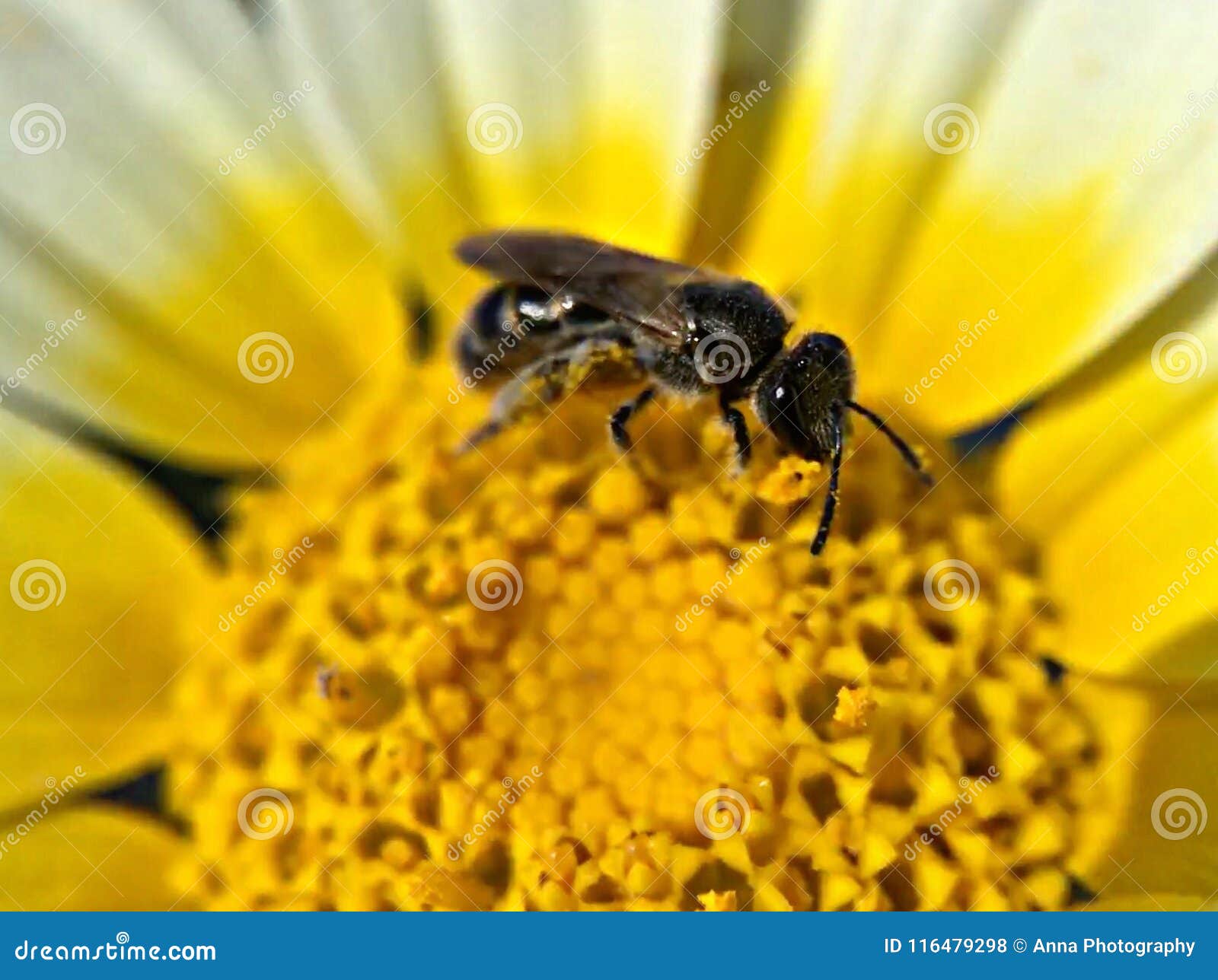 bee pollination