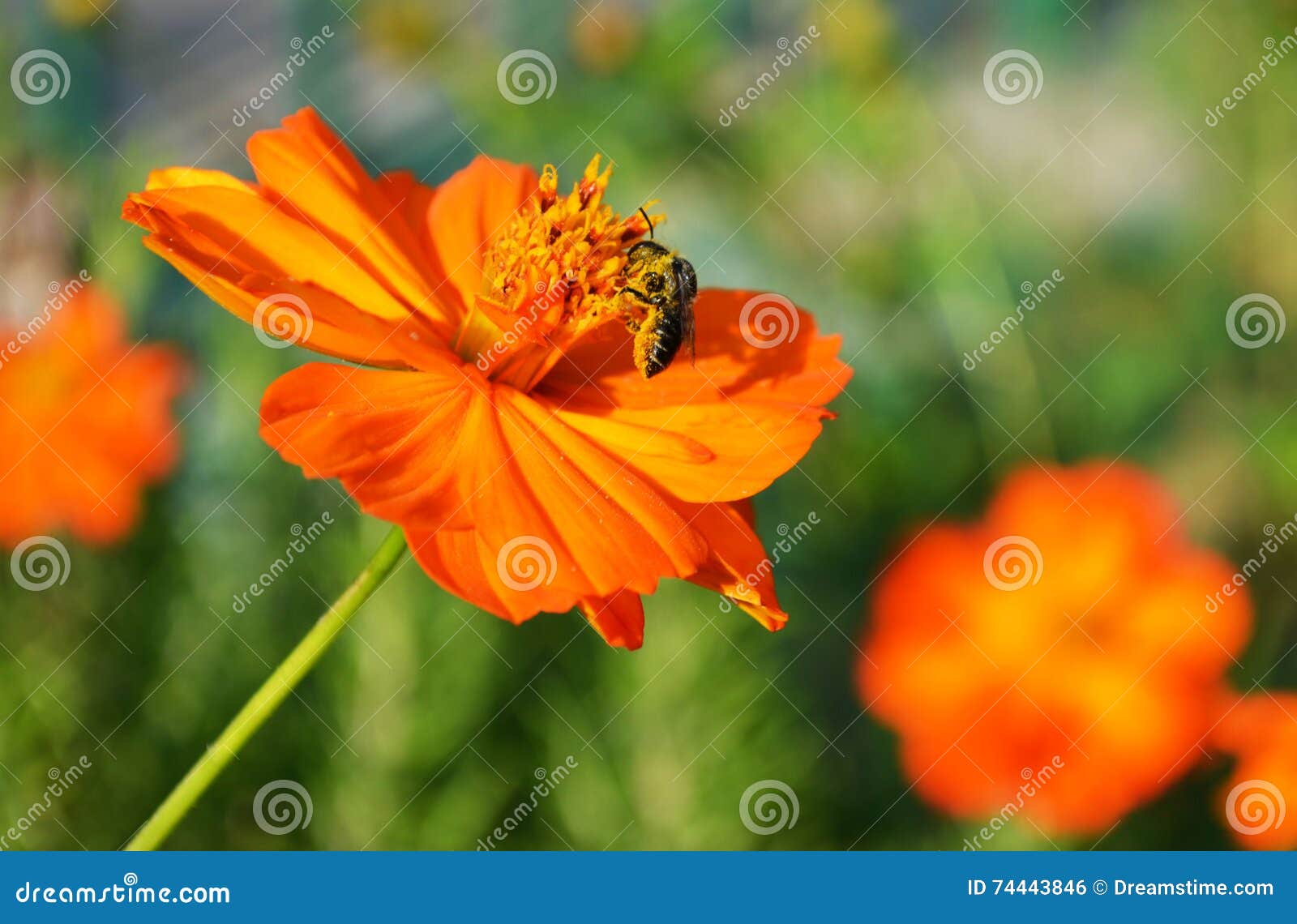 Bee pollination macro stock photo. Image of flowers, green 74443846