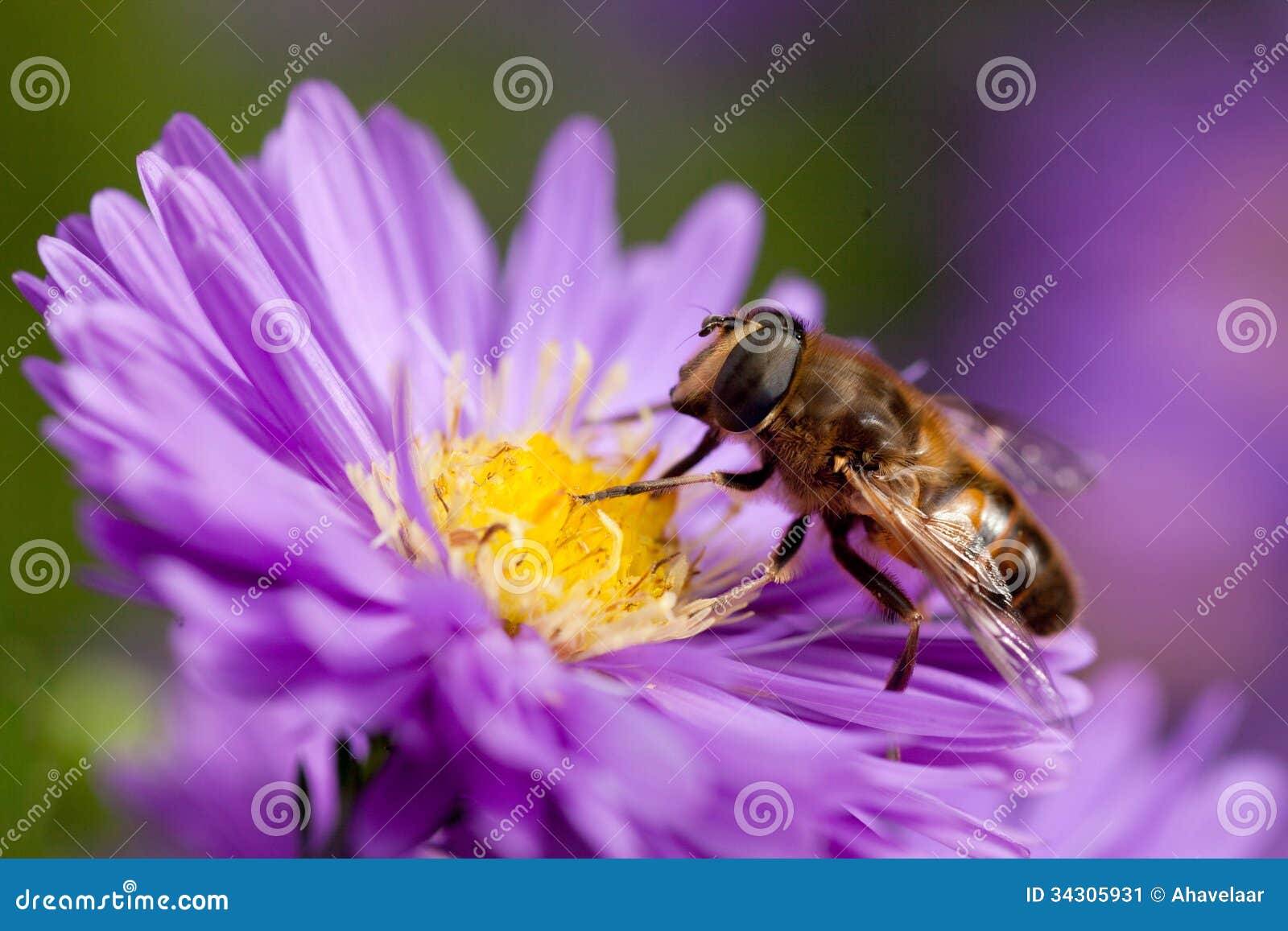 Bee on purple flower stock image. Image of blooming, closeup 34305931