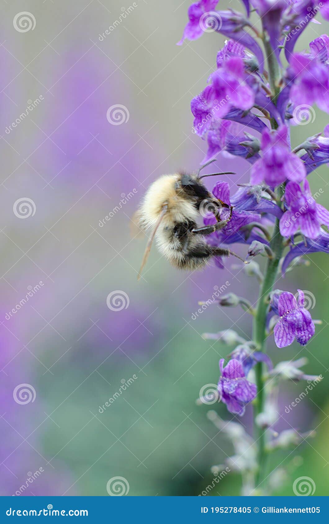 bee on purple flower