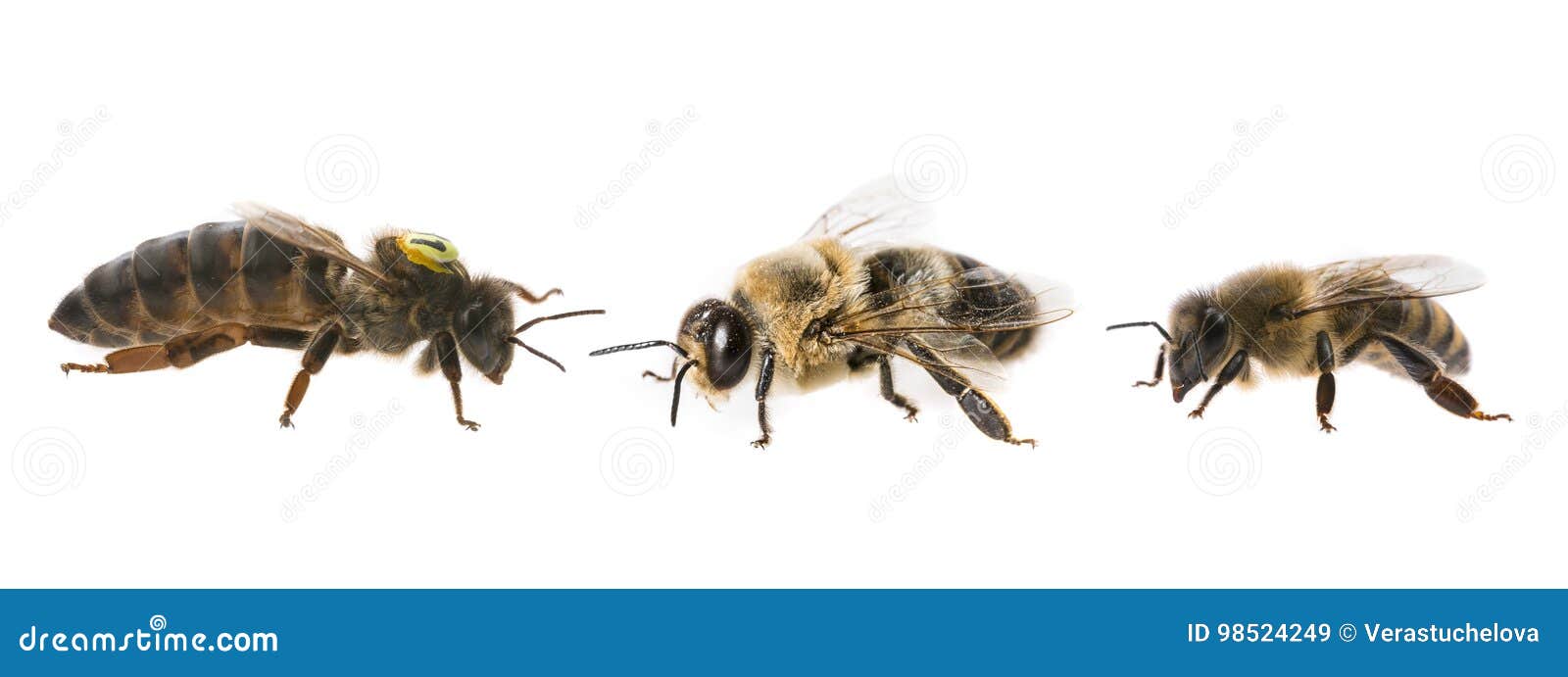 bee queen mother and drone and bee worker - three types of bee