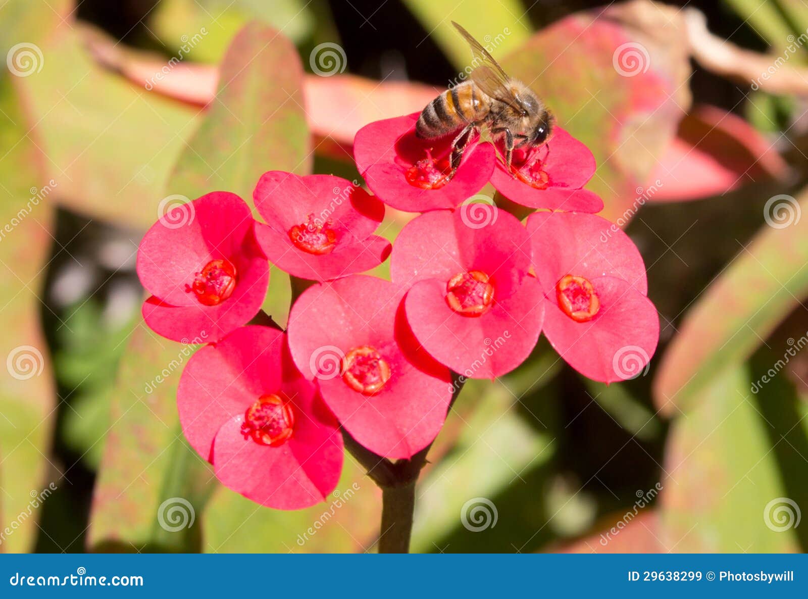 Bee on red flowers stock image. Image of beauty, insect 29638299