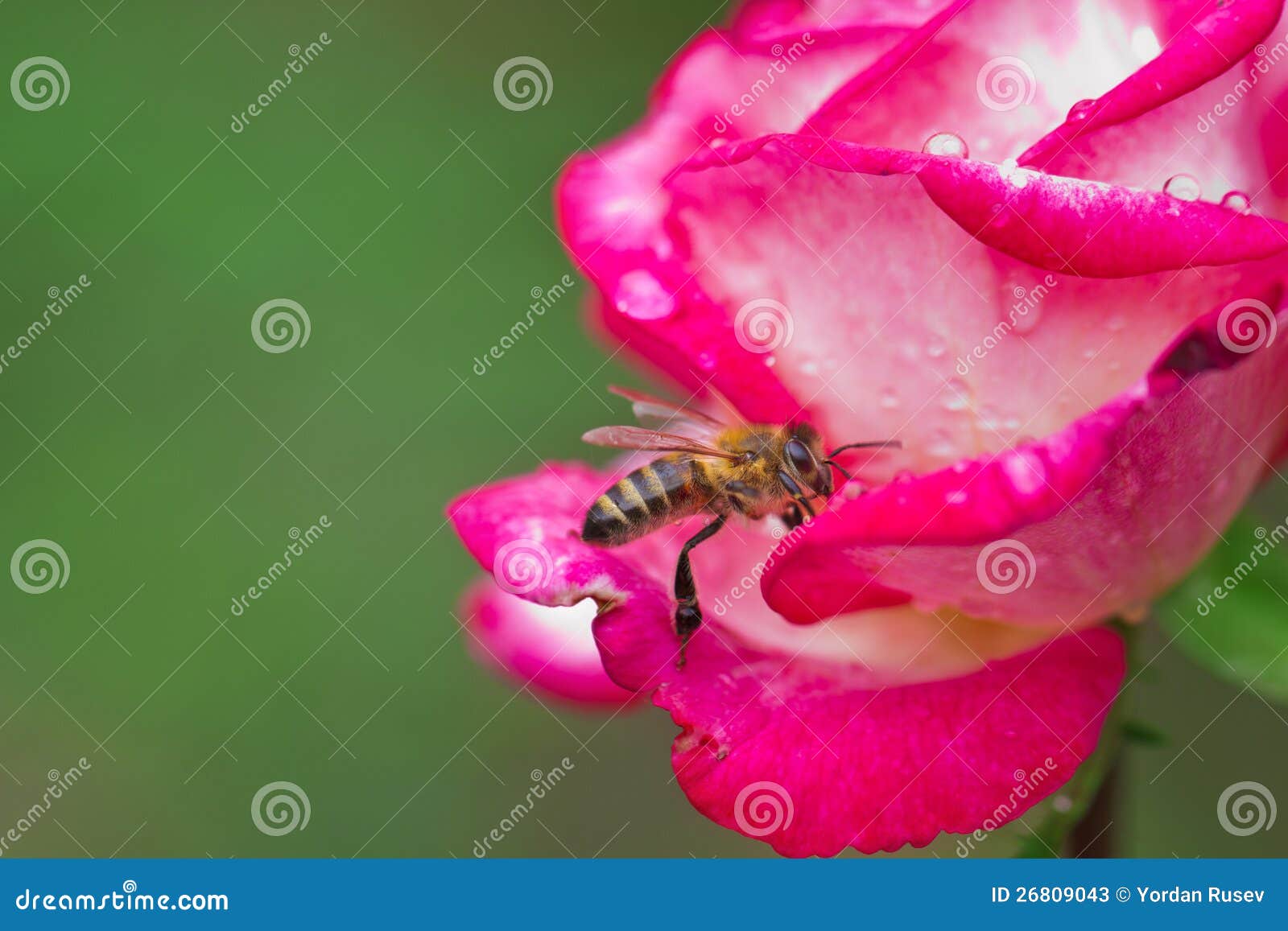 Bee on rose stock image. Image of insect, floral, plant 26809043