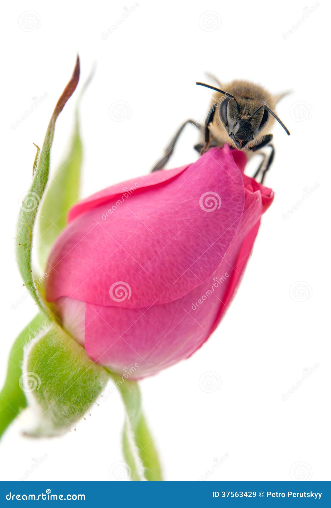 Bee and rose stock image. Image of wasp, pink, bumblebee 37563429