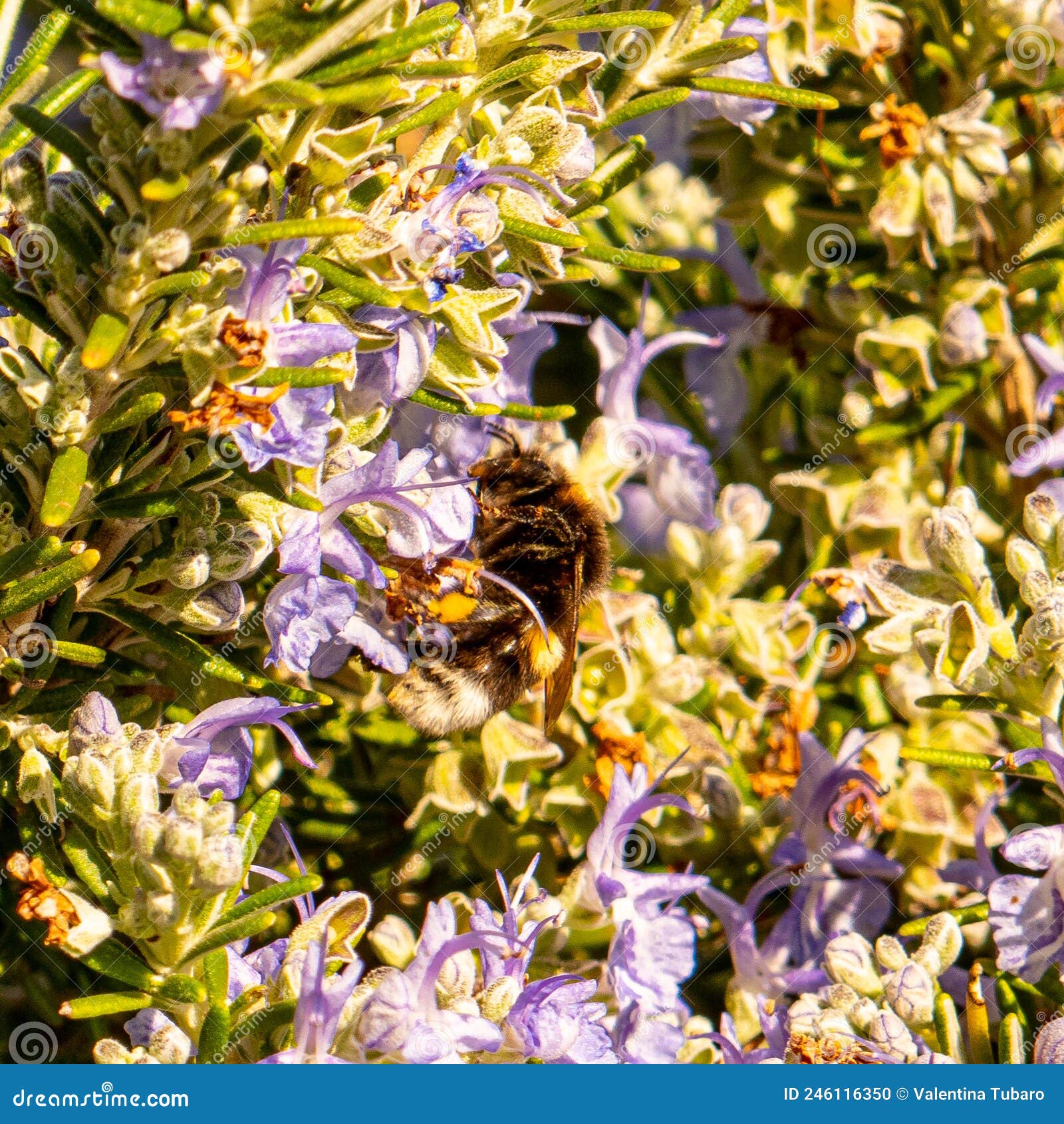 Bee on Rosemary Flower in a Sunny Day Stock Photo Image of sunny