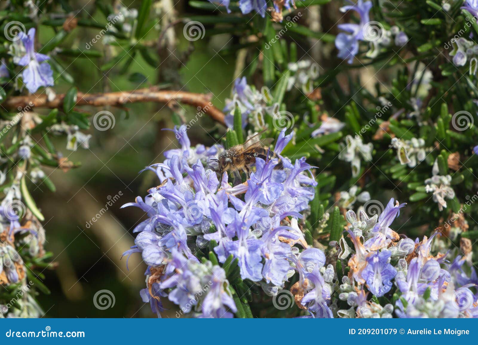 Bee on Rosemary Flowers in a Garden Stock Image Image of stem, garden