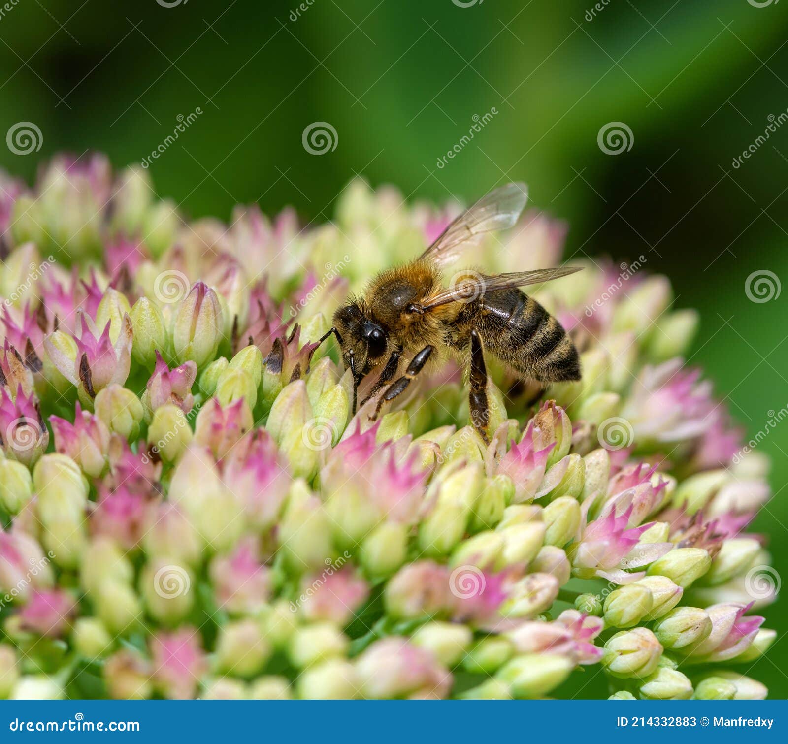 Bee on Sedum Flower Blossoms Stock Image Image of blossom, animal