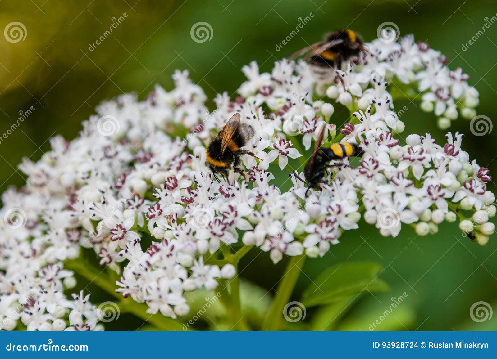 The Bee Sits on White Flowers Stock Photo Image of black, color 93928724