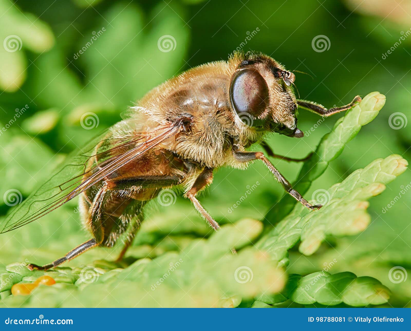 Bee Sitting on a Branch of Juniper Stock Image Image of wild, nature