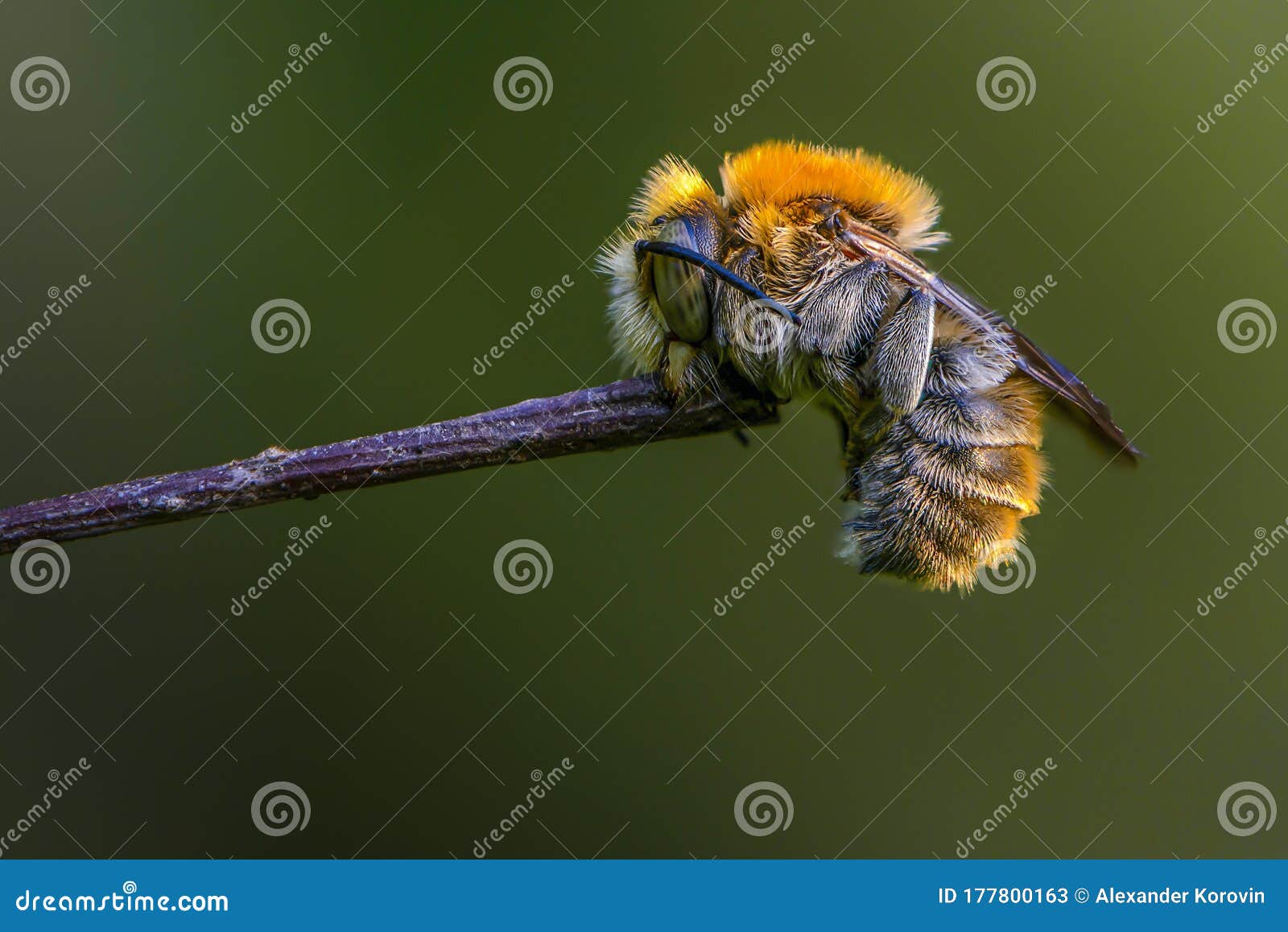 Bee Sleeping Holding Its Mouth by the Branch Stock Image Image of