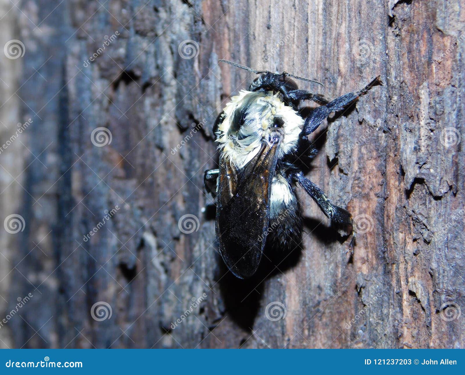 Bee. Bee Sleeping Peacefully at Night Stock Image Image of yellow