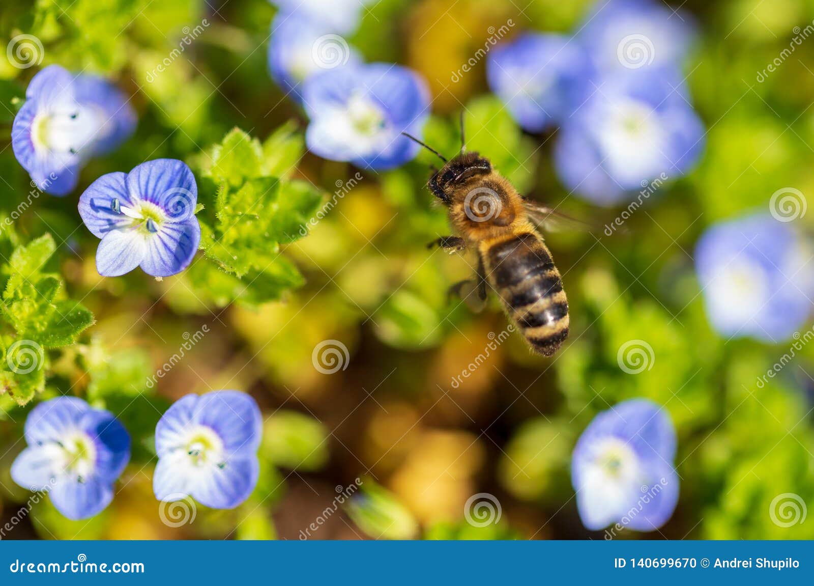 Bee on Small Blue Flowers on the Grass Stock Photo Image of natural