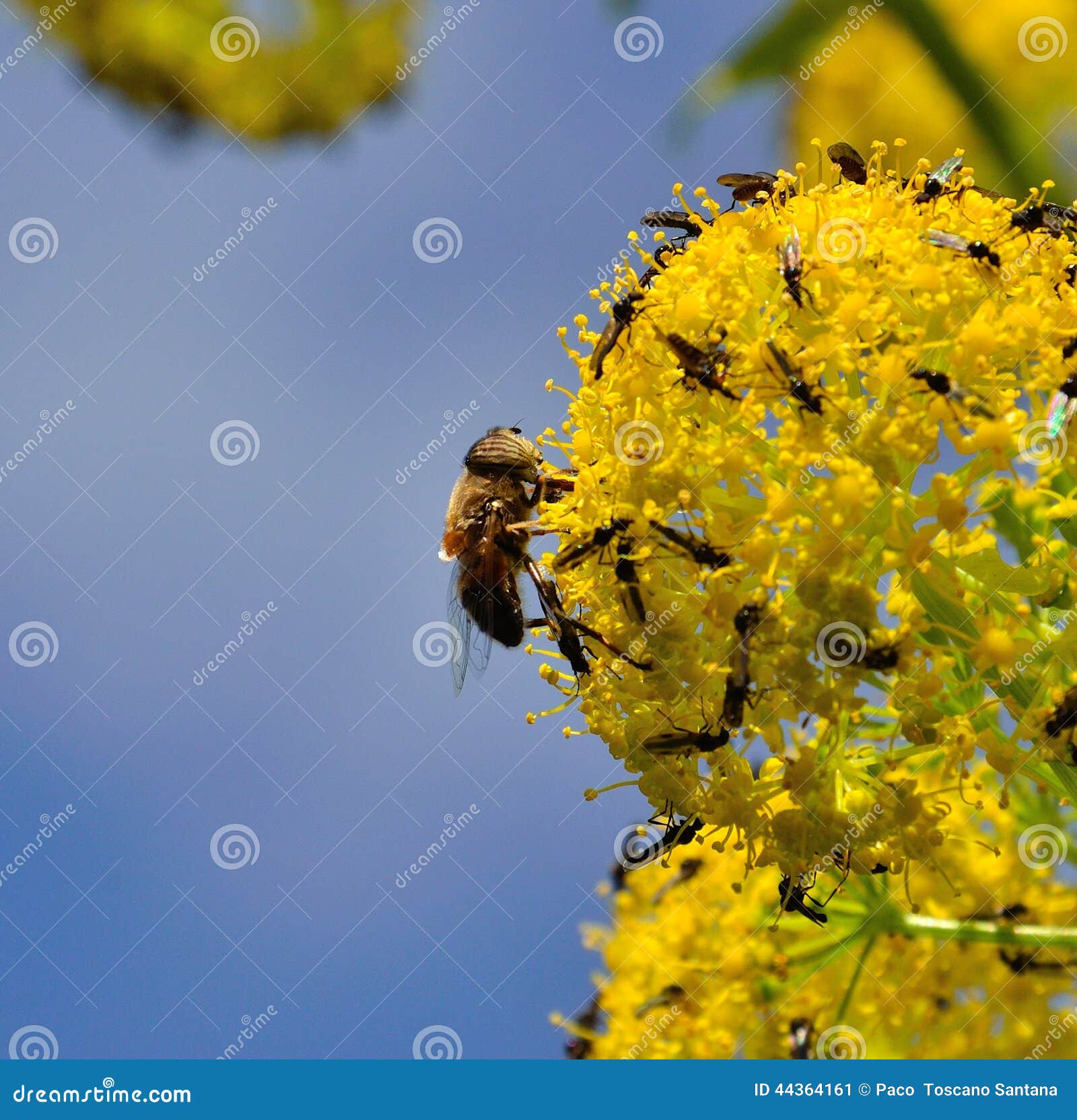 Bee Small Flies Fennel Flowers Stock Photos Free & RoyaltyFree Stock