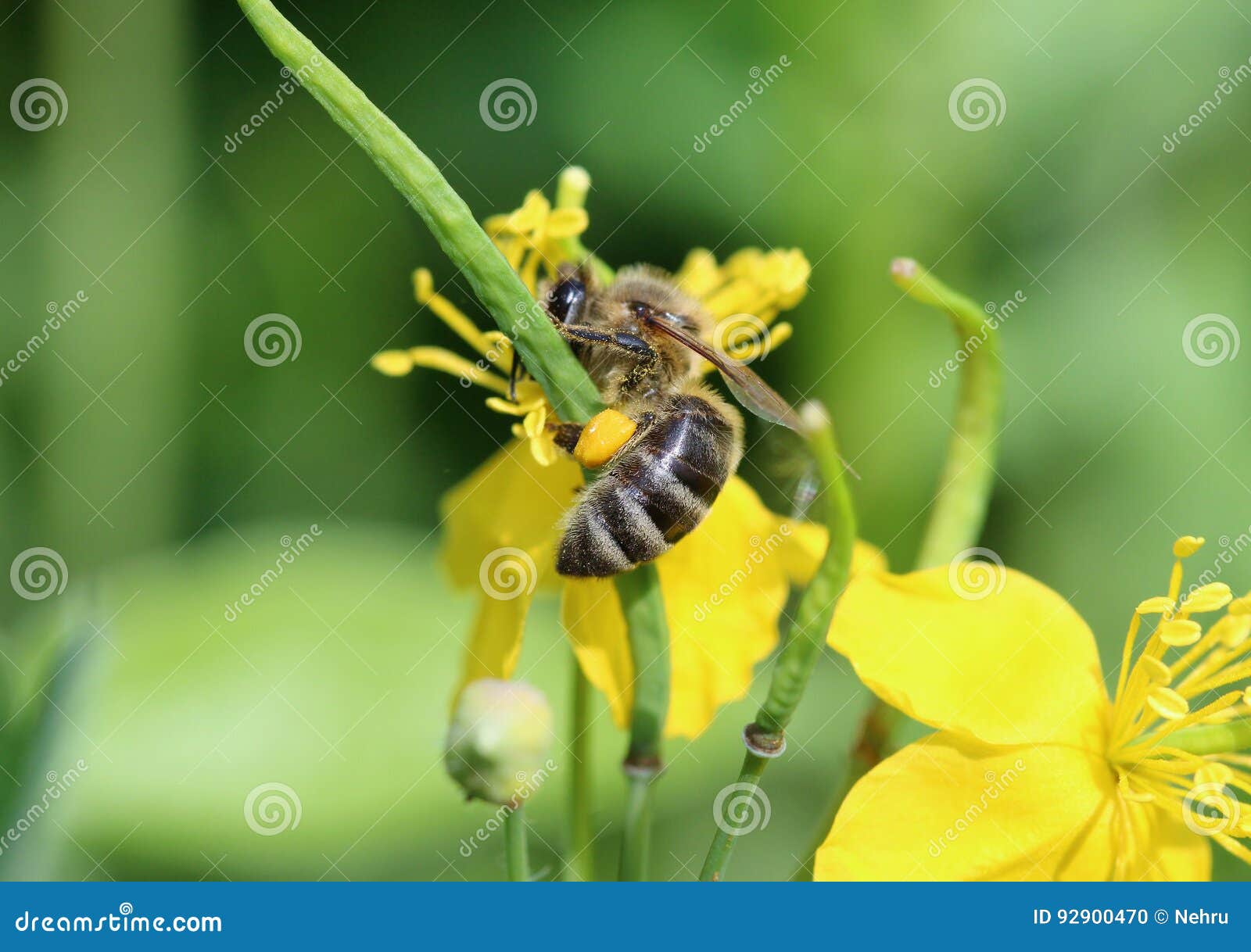 Bee on a St. John& X27;s Wort Herb Stock Photo Image of branch
