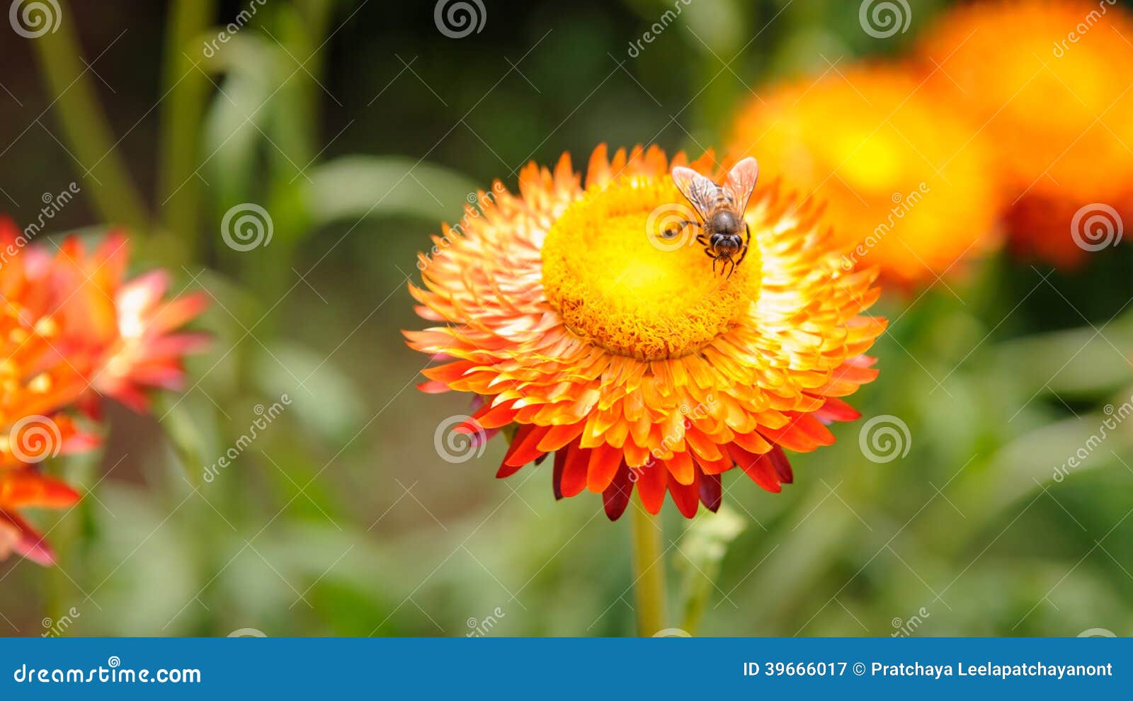 Bee on the Straw flower stock image. Image of nature 39666017