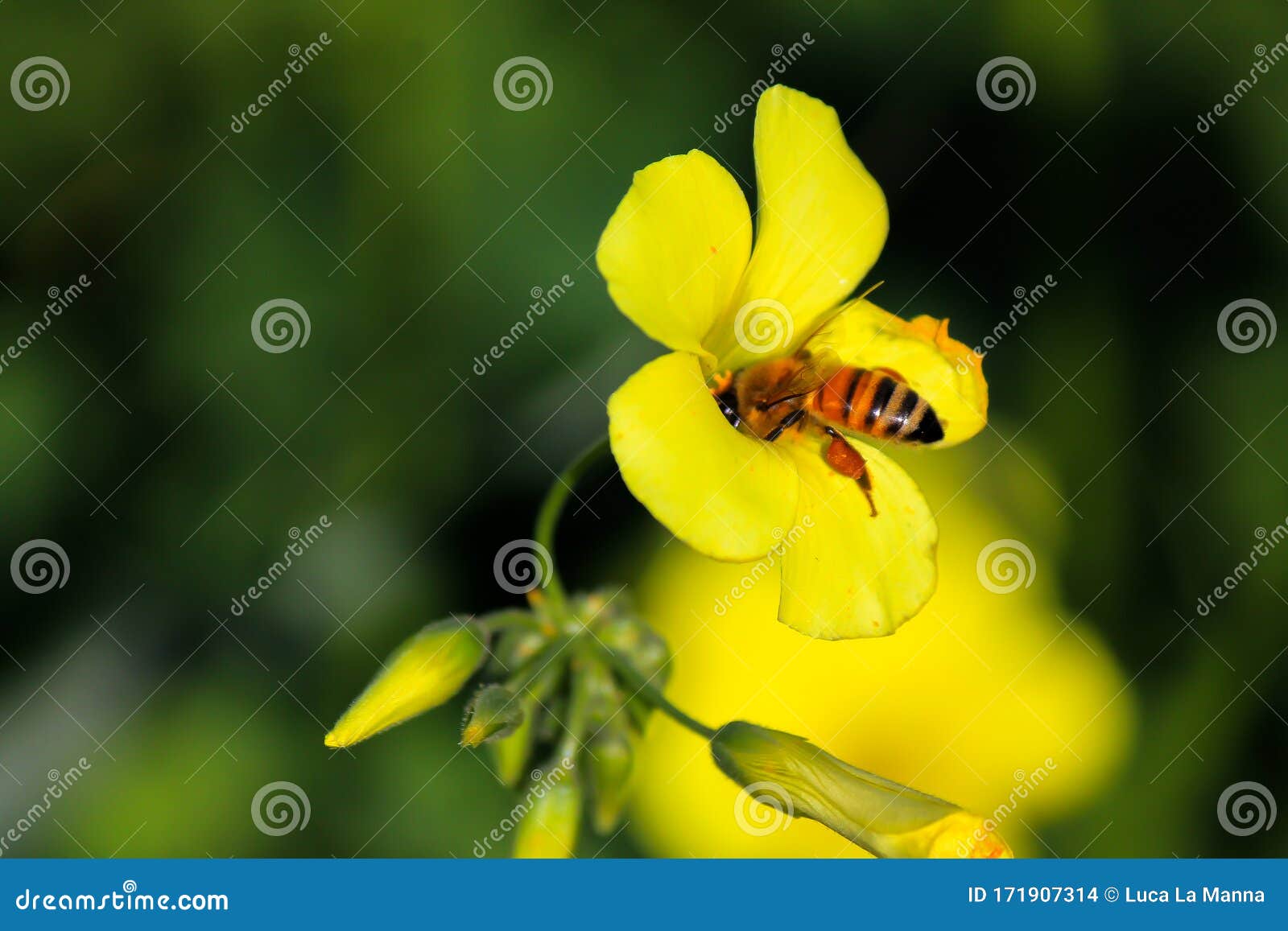 bee while sucking nectar