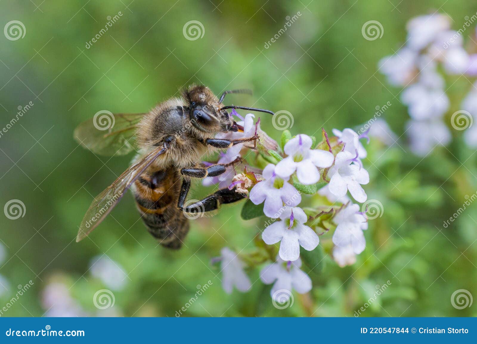 Bee Sucks Nectar from the Flowers of a Thyme Plant Stock Photo Image