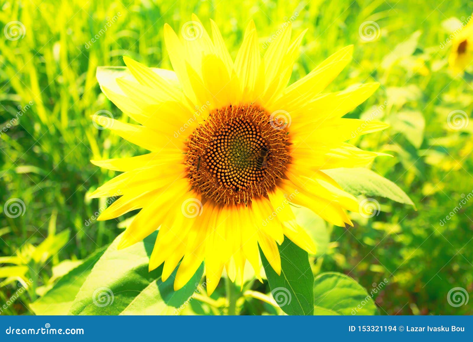 Bee on sunflower close up stock photo. Image of garden - 153321194