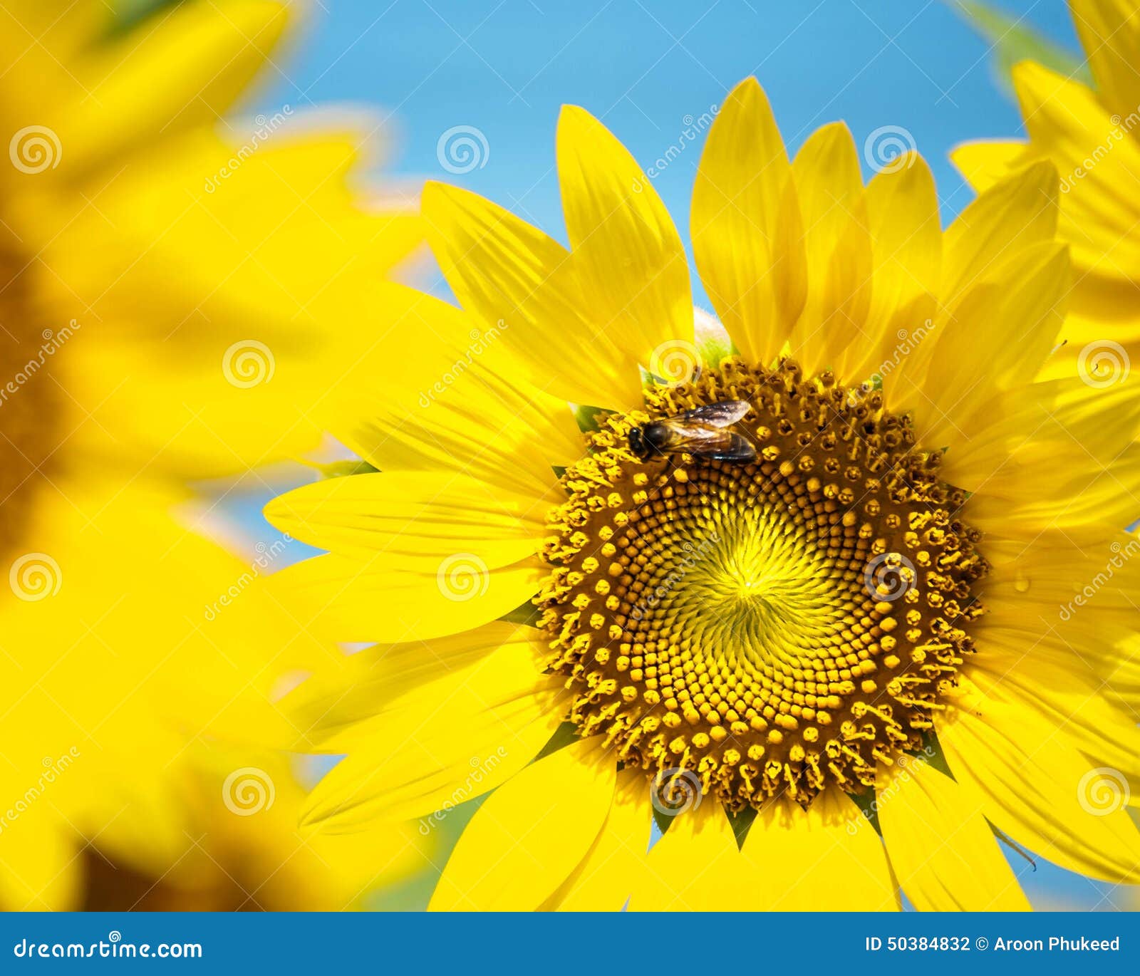 Bee on sunflower closeup stock photo. Image of exterior 50384832