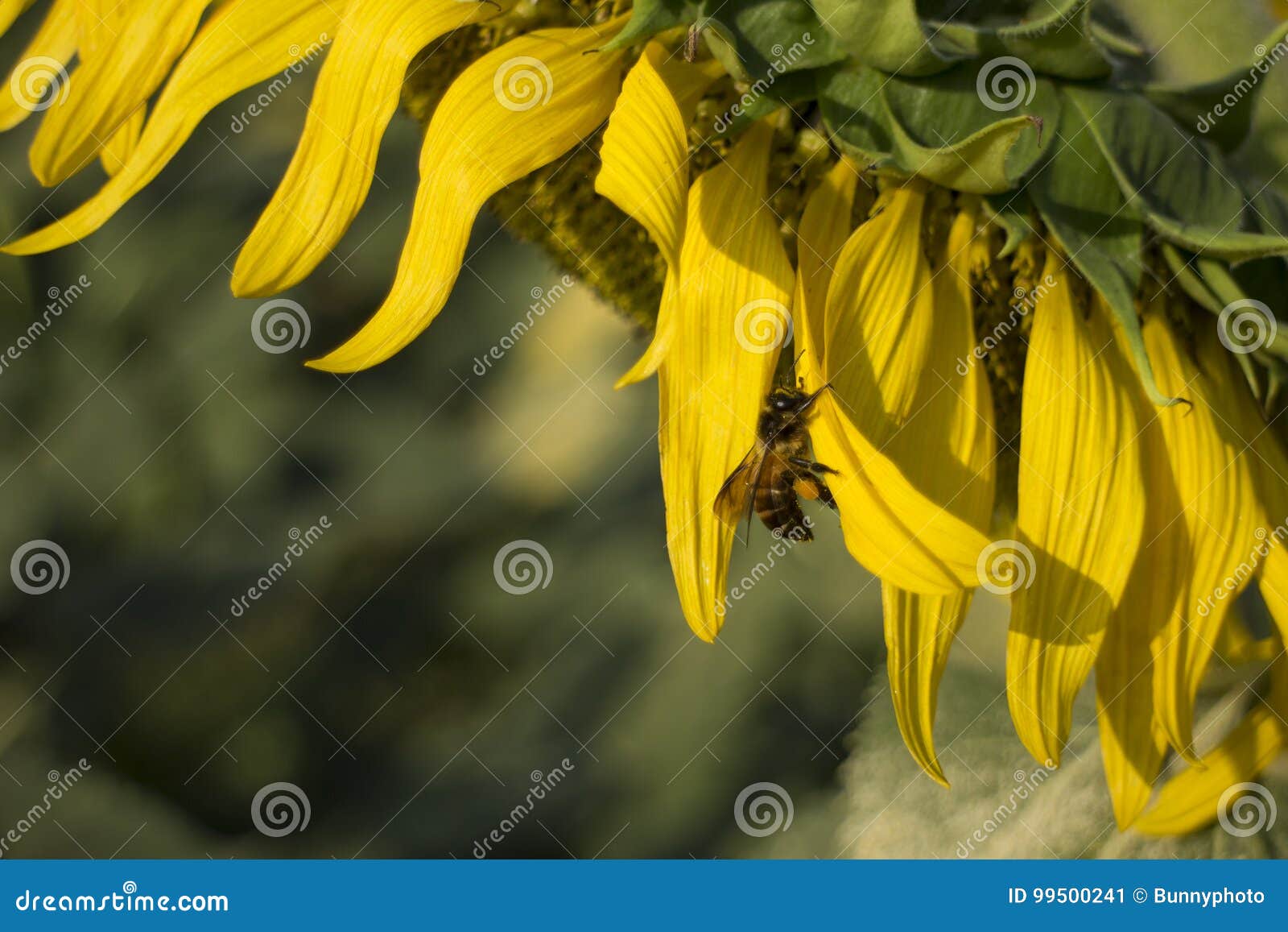 Bee swarming on sunflower stock image. Image of swarm 99500241