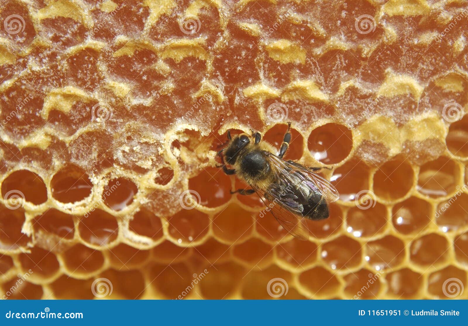 Bee and sweet honey. stock image. Image of nature, food 11651951