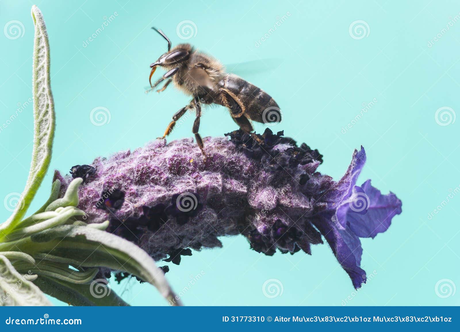 bee taking off from a flower