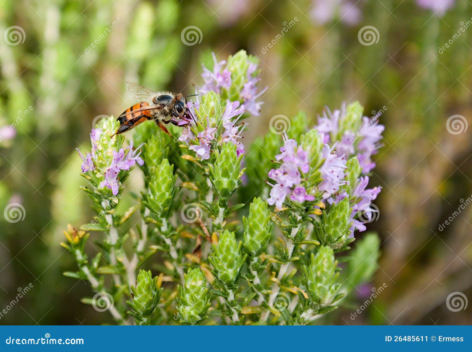 Bee on thyme stock image. Image of scented, herbal, horticulture 26485611