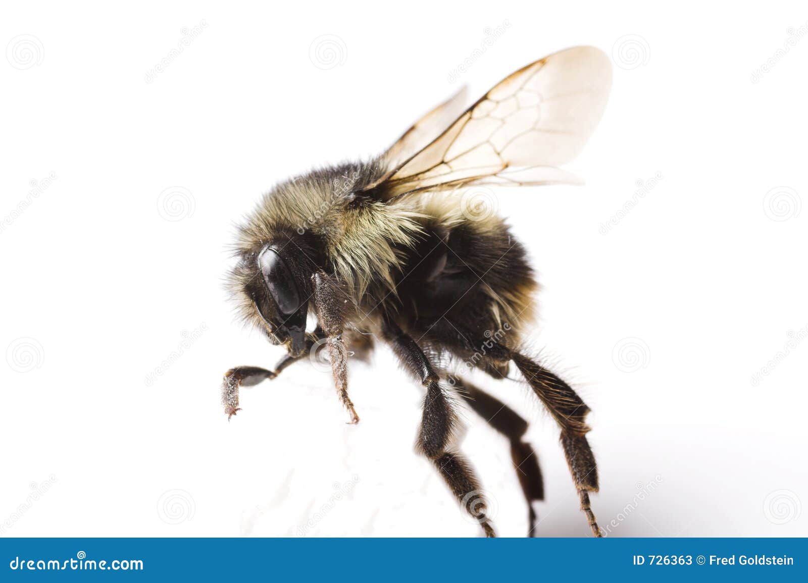 Bee trying to walk stock image. Image of leader, health 726363