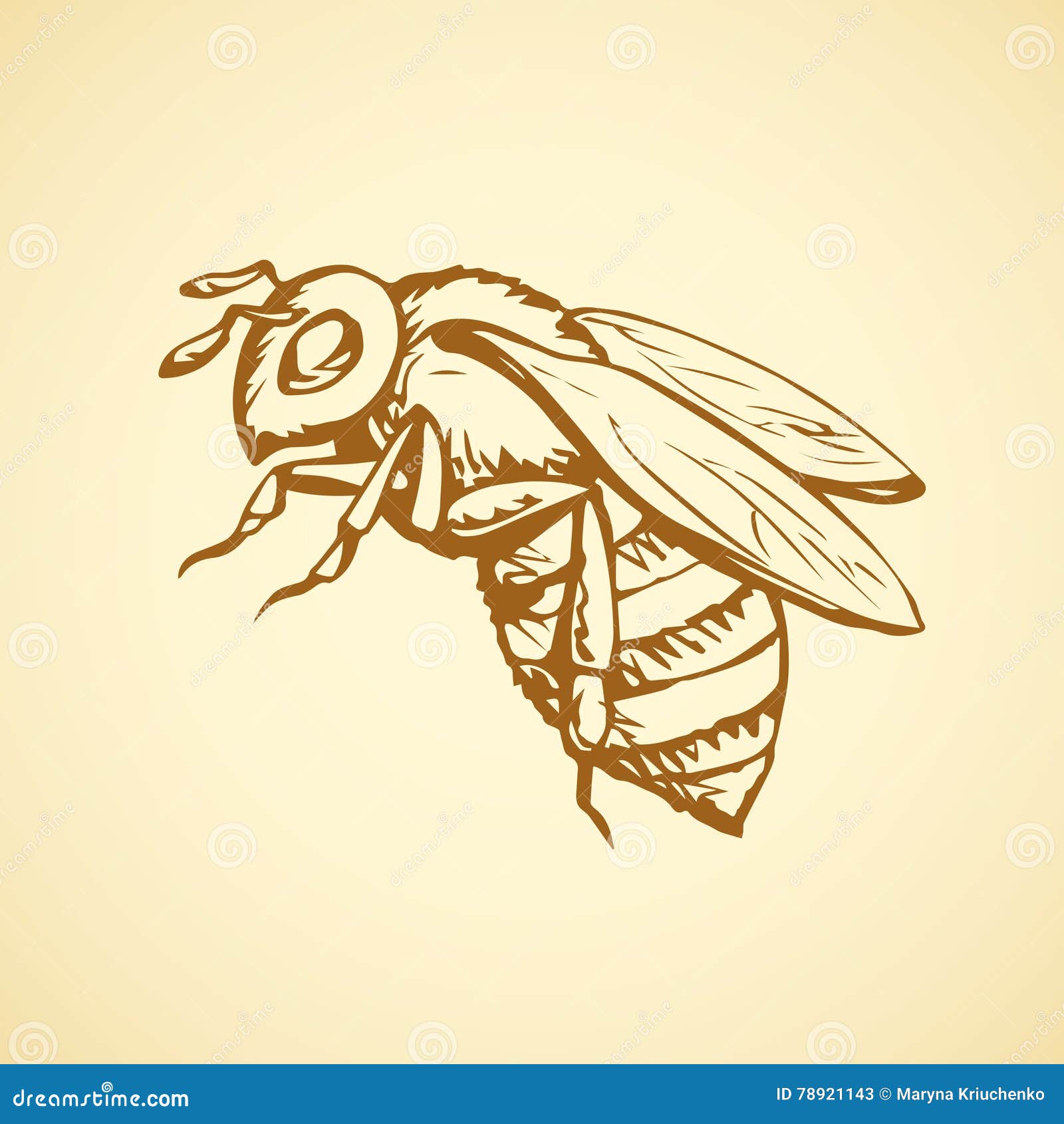 Premium Vector  Vector engraving illustration of honey bee on white  background