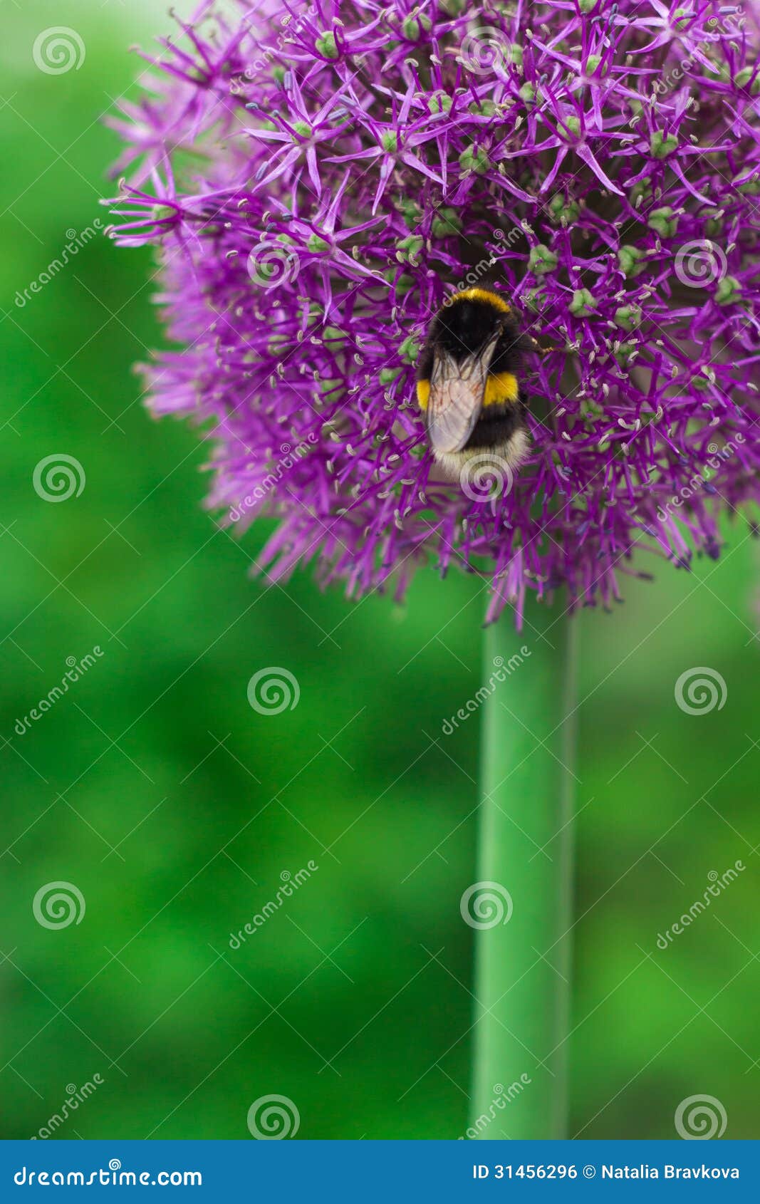 Bee on violet flower stock photo. Image of violet, garden 31456296