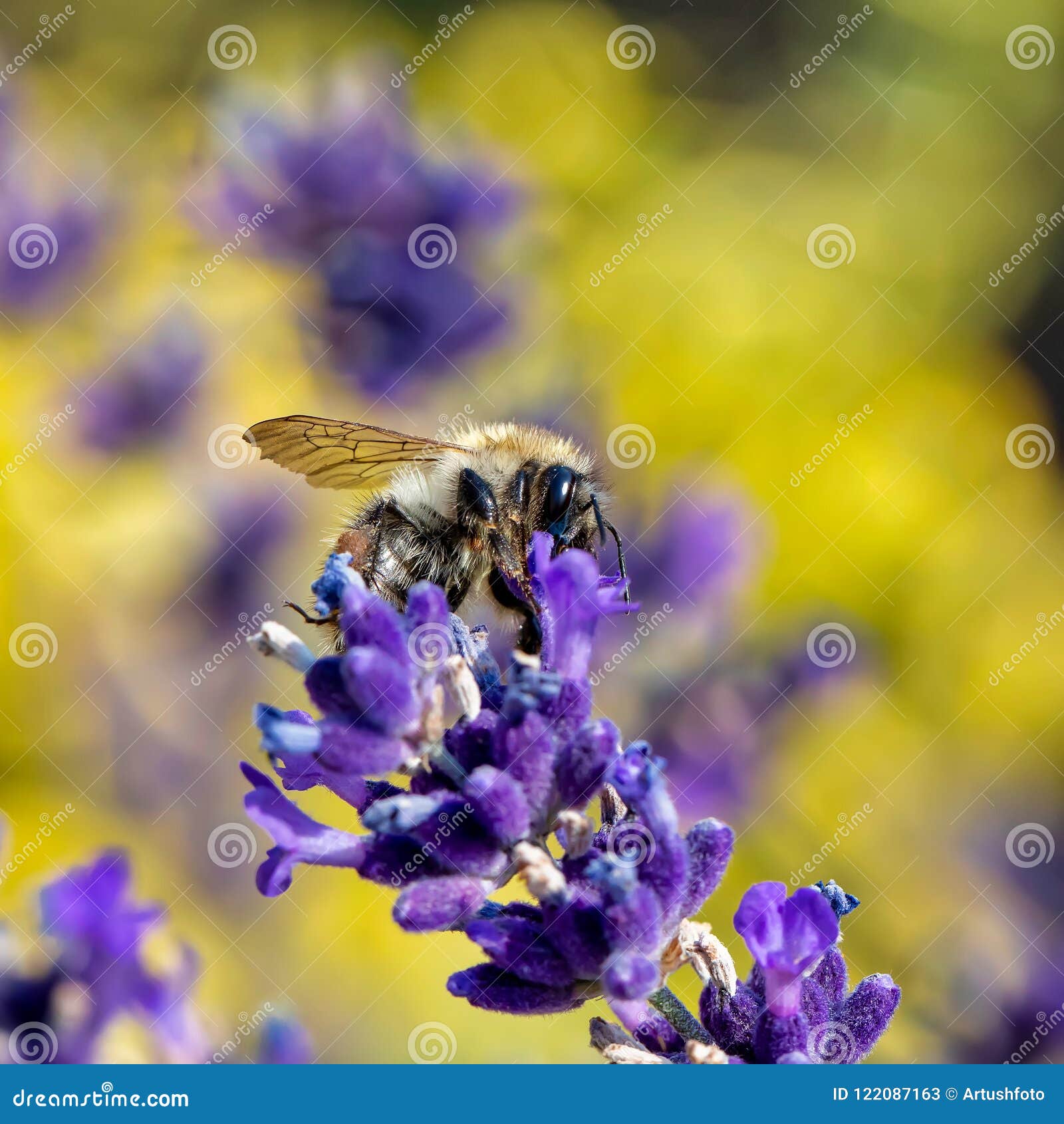Bee on violet lavender stock image. Image of beautiful - 122087163
