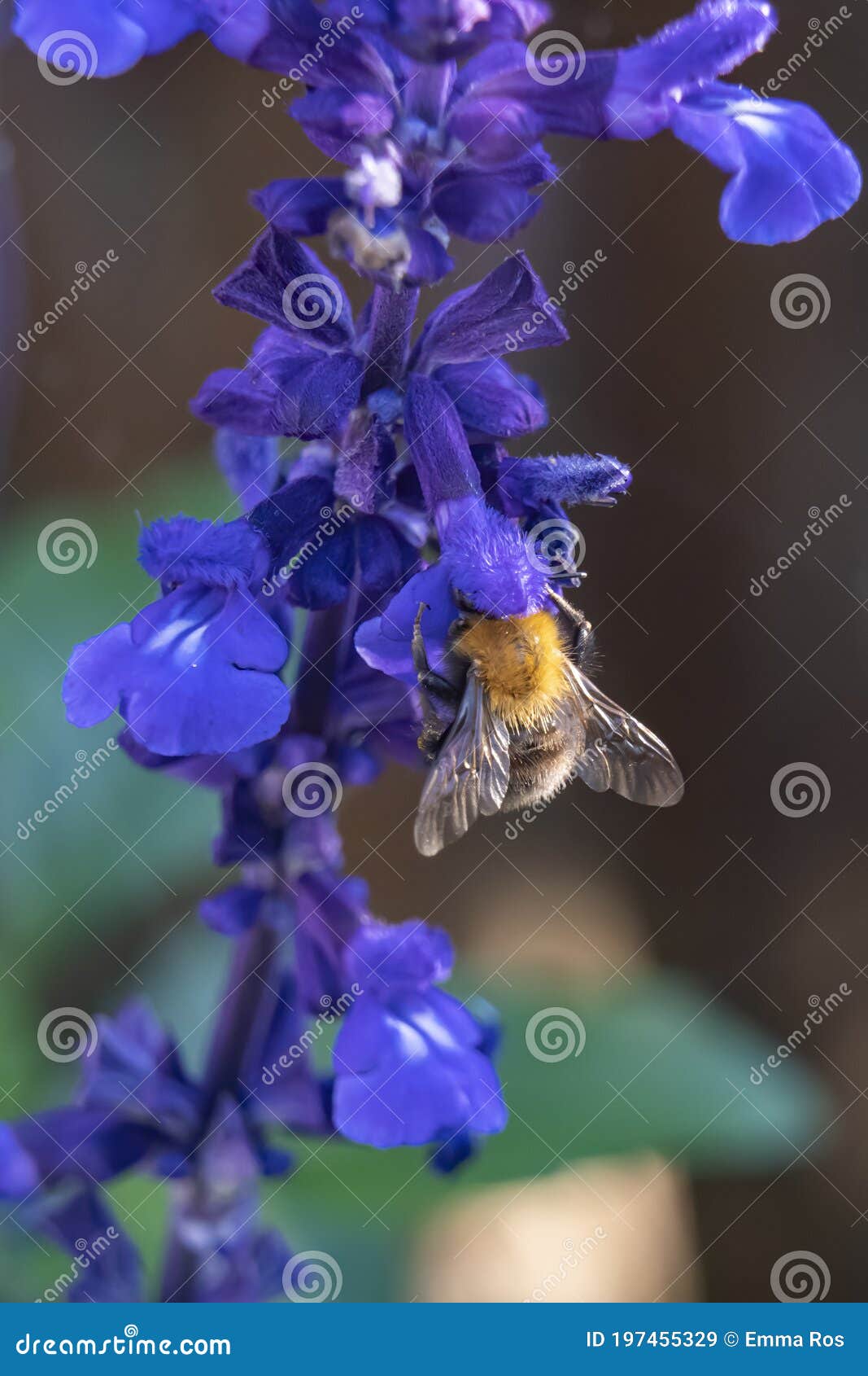 a bee visits every flower of this beautiful salvia plant