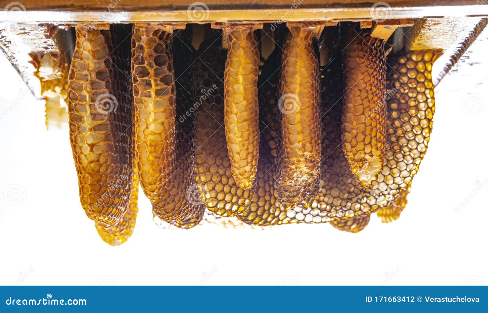 Bee Wax Bee Frames of a Bee Hive Stock Photo Image of bright, closeup 171663412